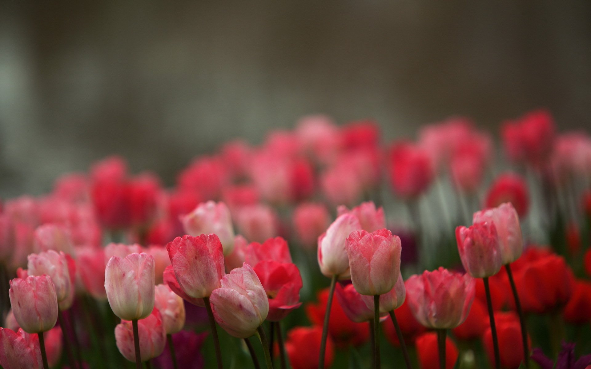 fleurs tulipes fond