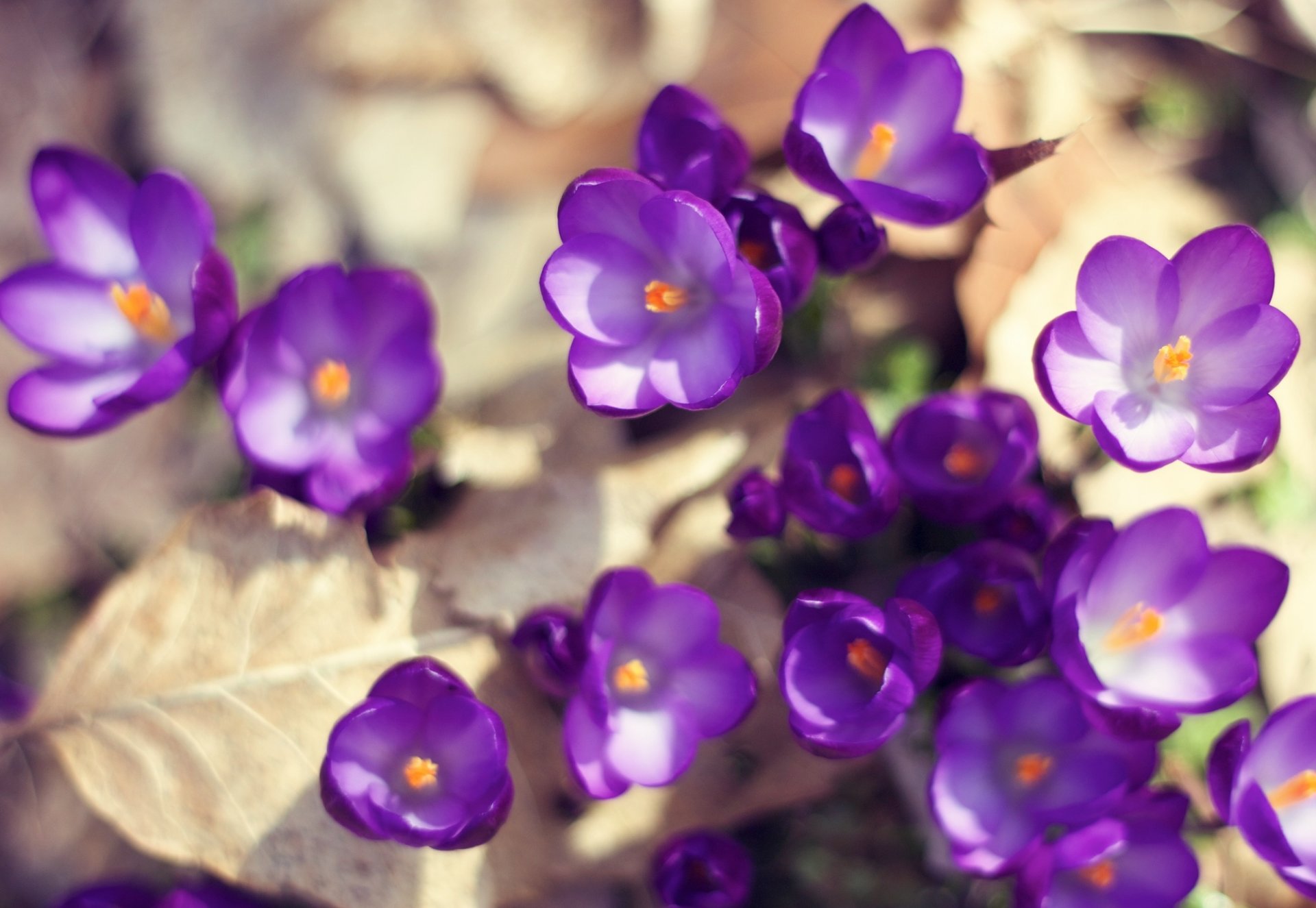 crocus fleurs violet feuilles terre printemps lumière soleil nature gros plan