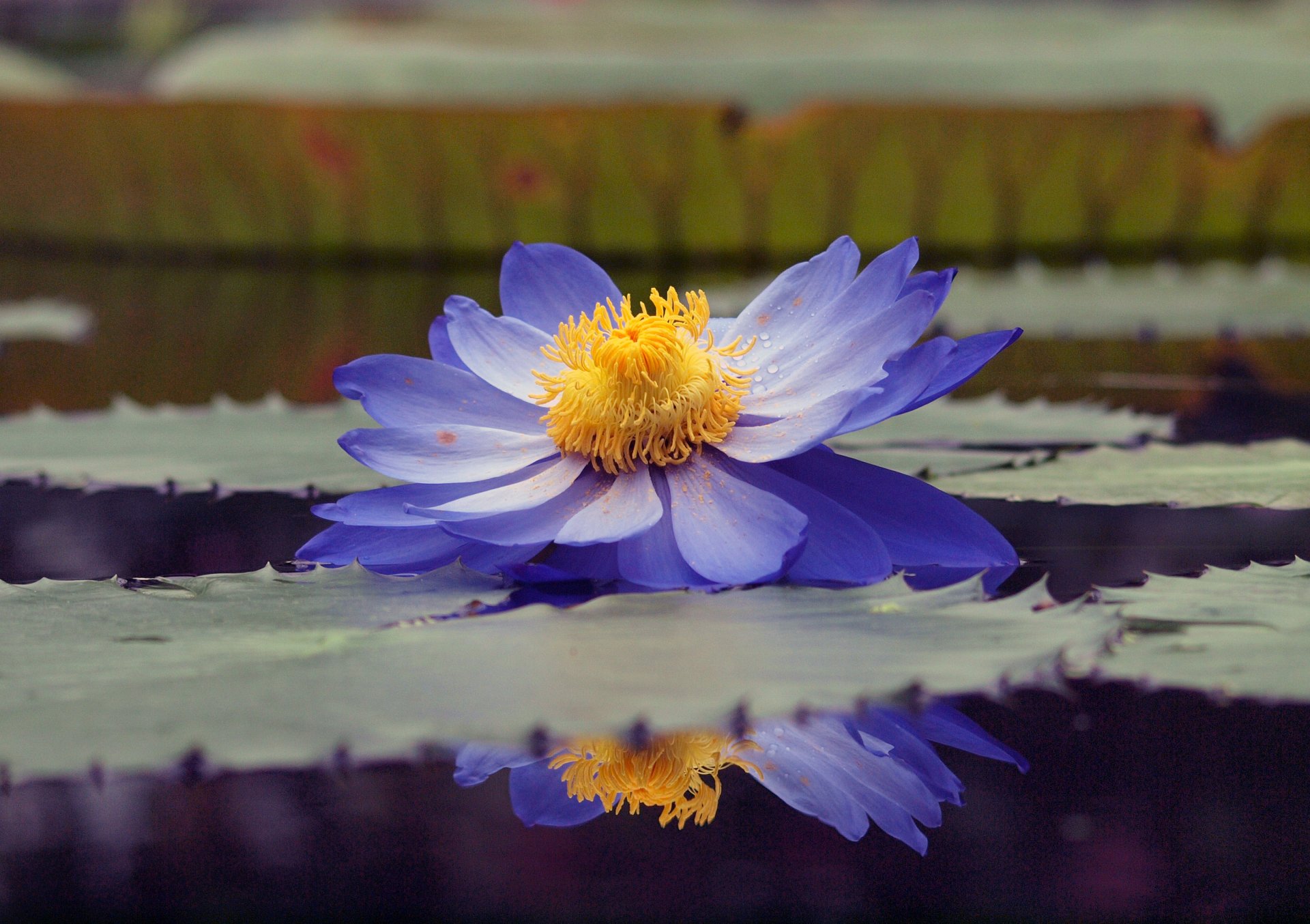 lotus blau seerose seerose blätter teich wasser reflexion tropfen pollen