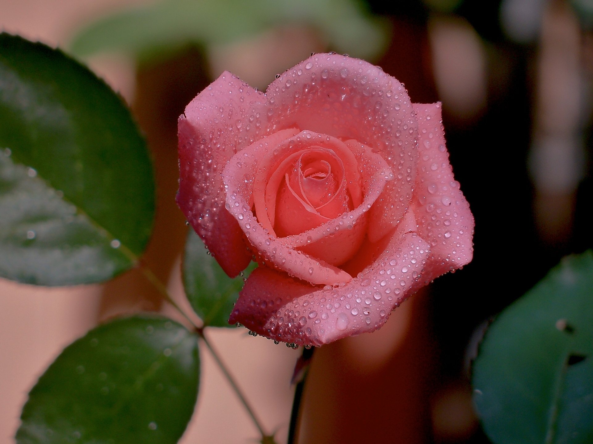 rose bud drop