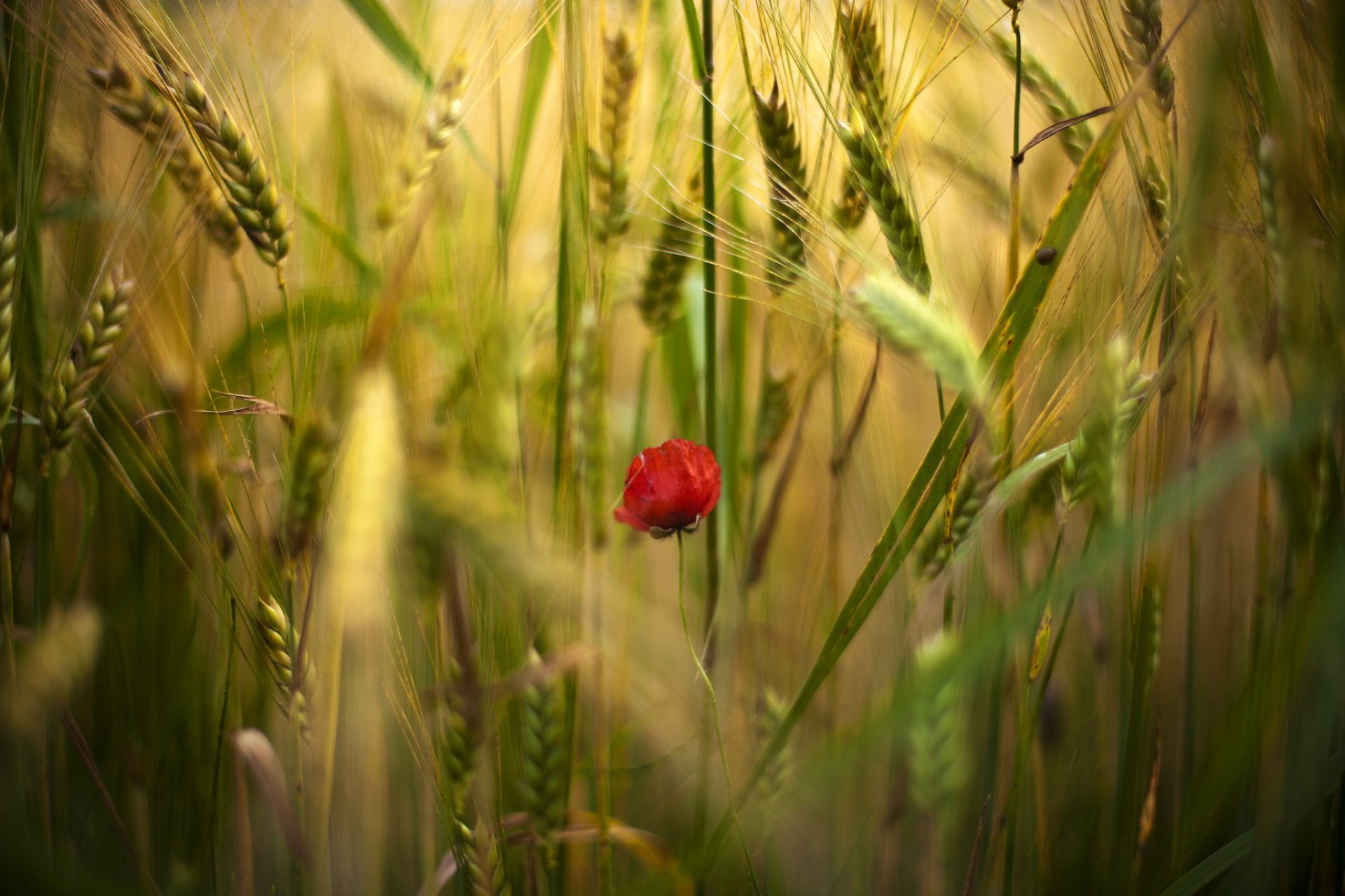 fleurs fleur coquelicot coquelicots rouge un champ épillets