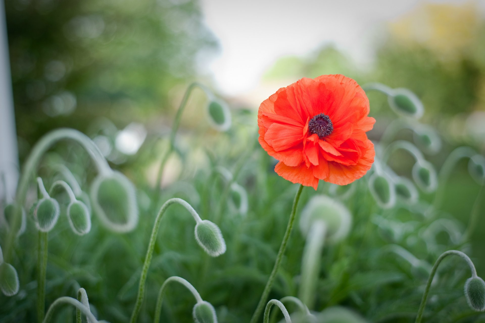 poppy red flower field close up blur