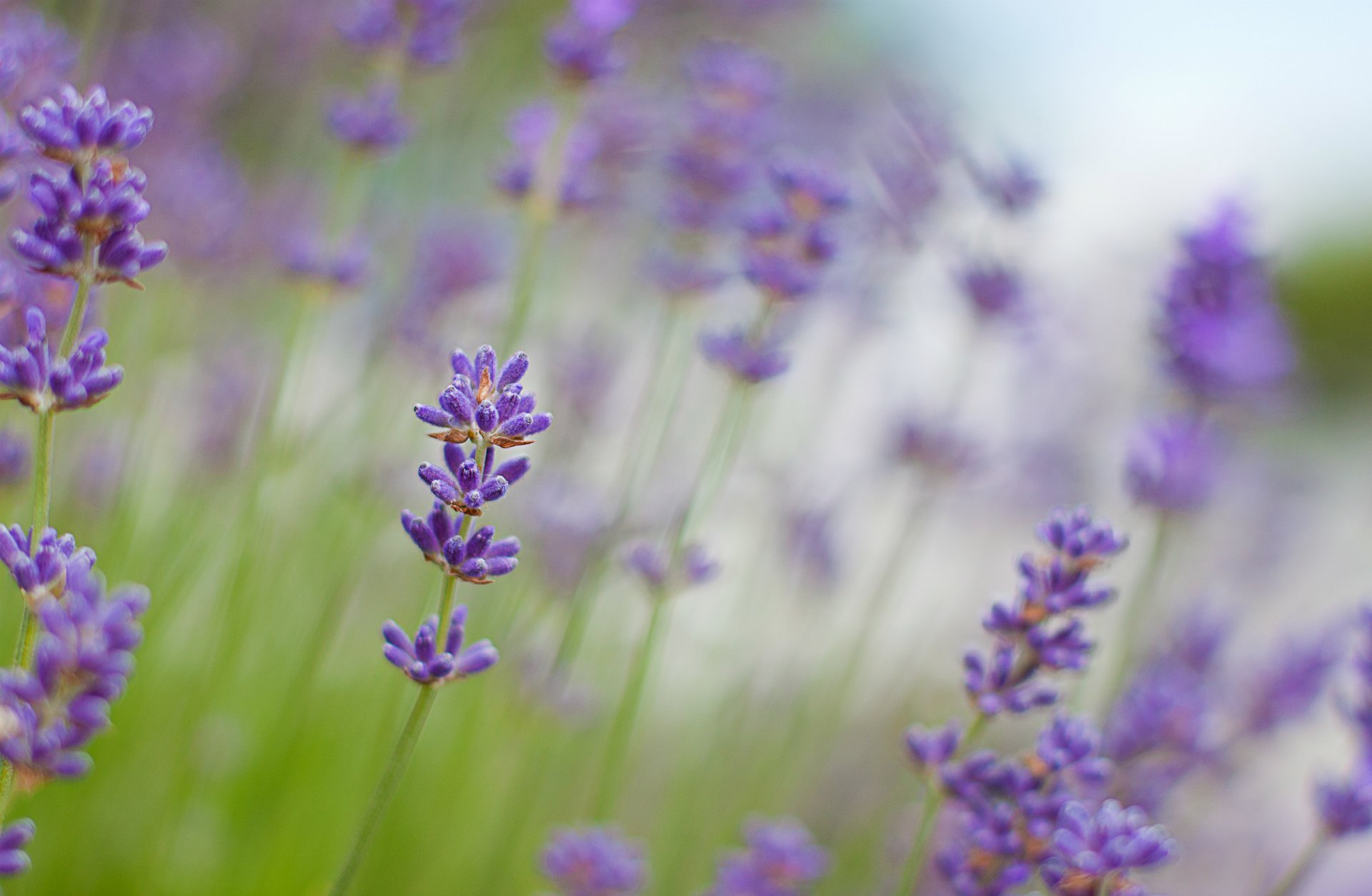 lavanda lila flores macro desenfoque