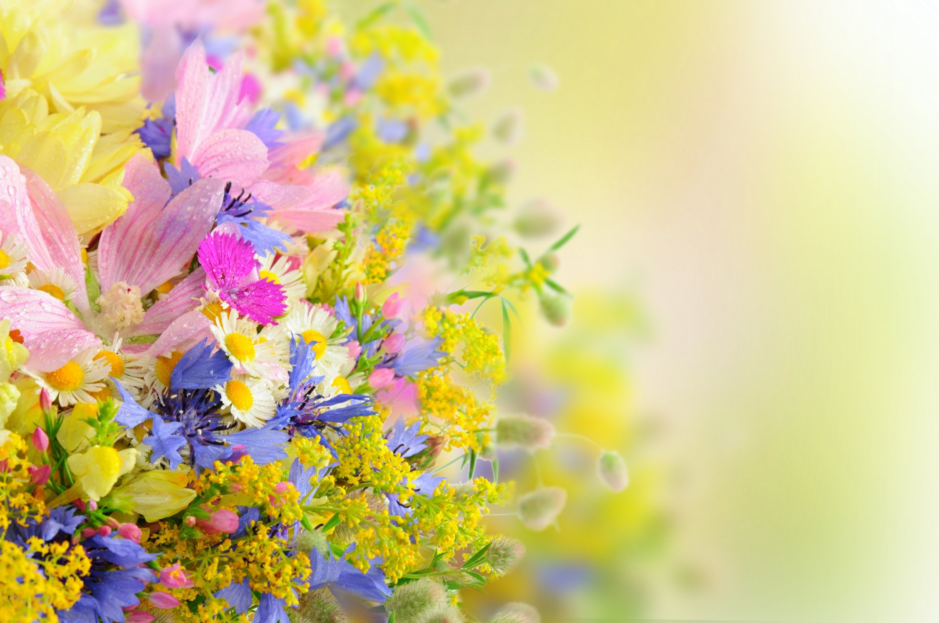 flower bouquet summer daisies drops petal