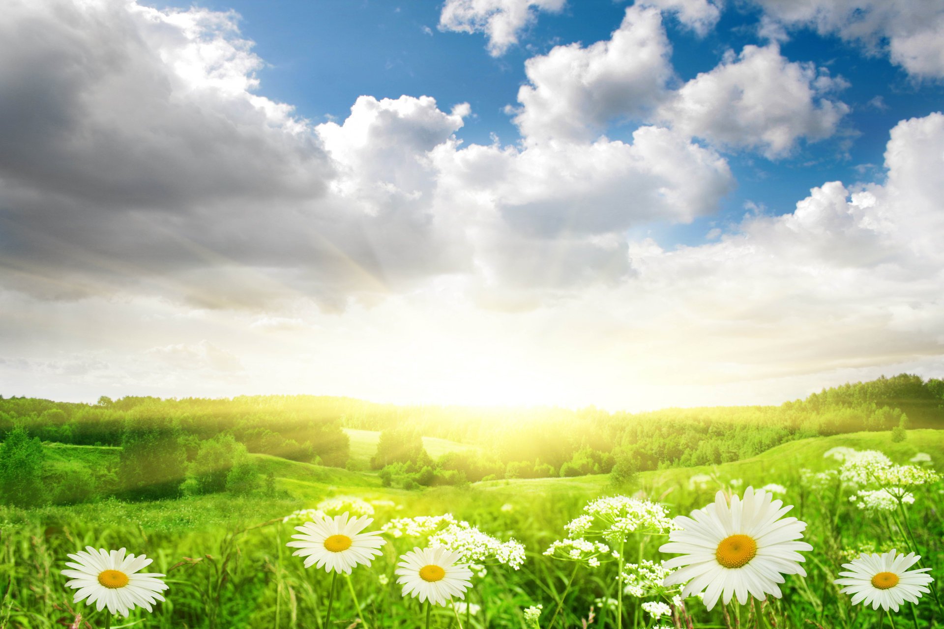 fleurs marguerites herbe champ paysage nature soleil lumière ciel nuages