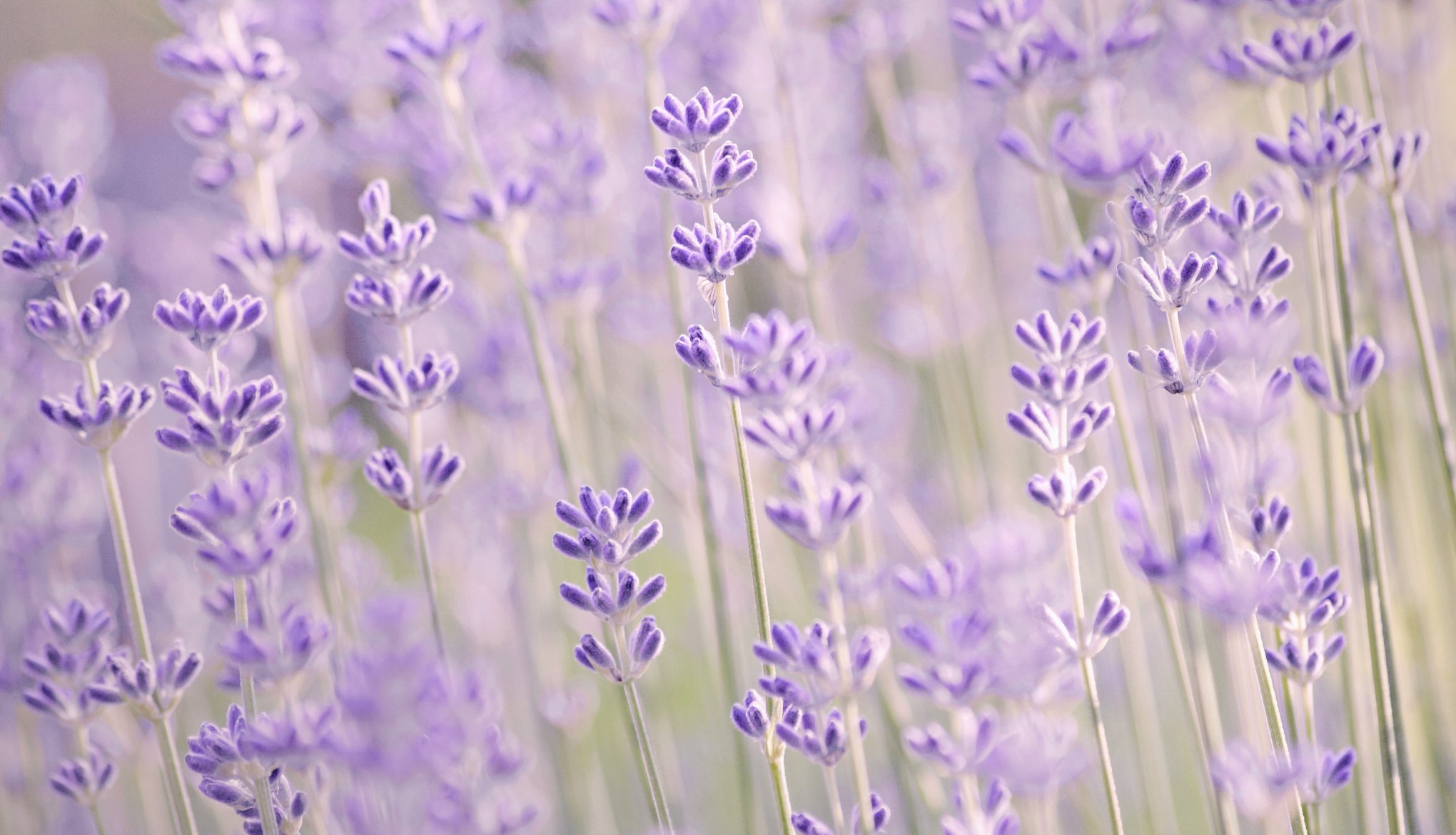 lavender purple flower close up blur