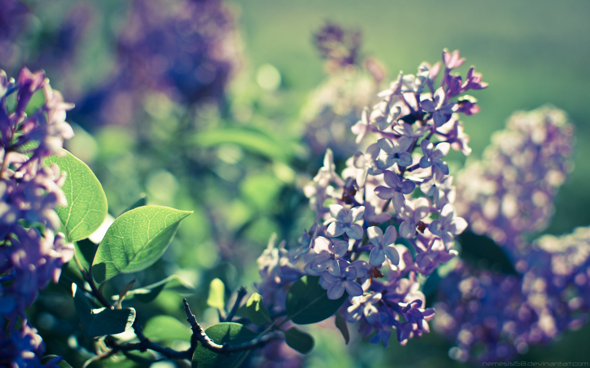 printemps floraison lilas lumière nature bokeh pour lita