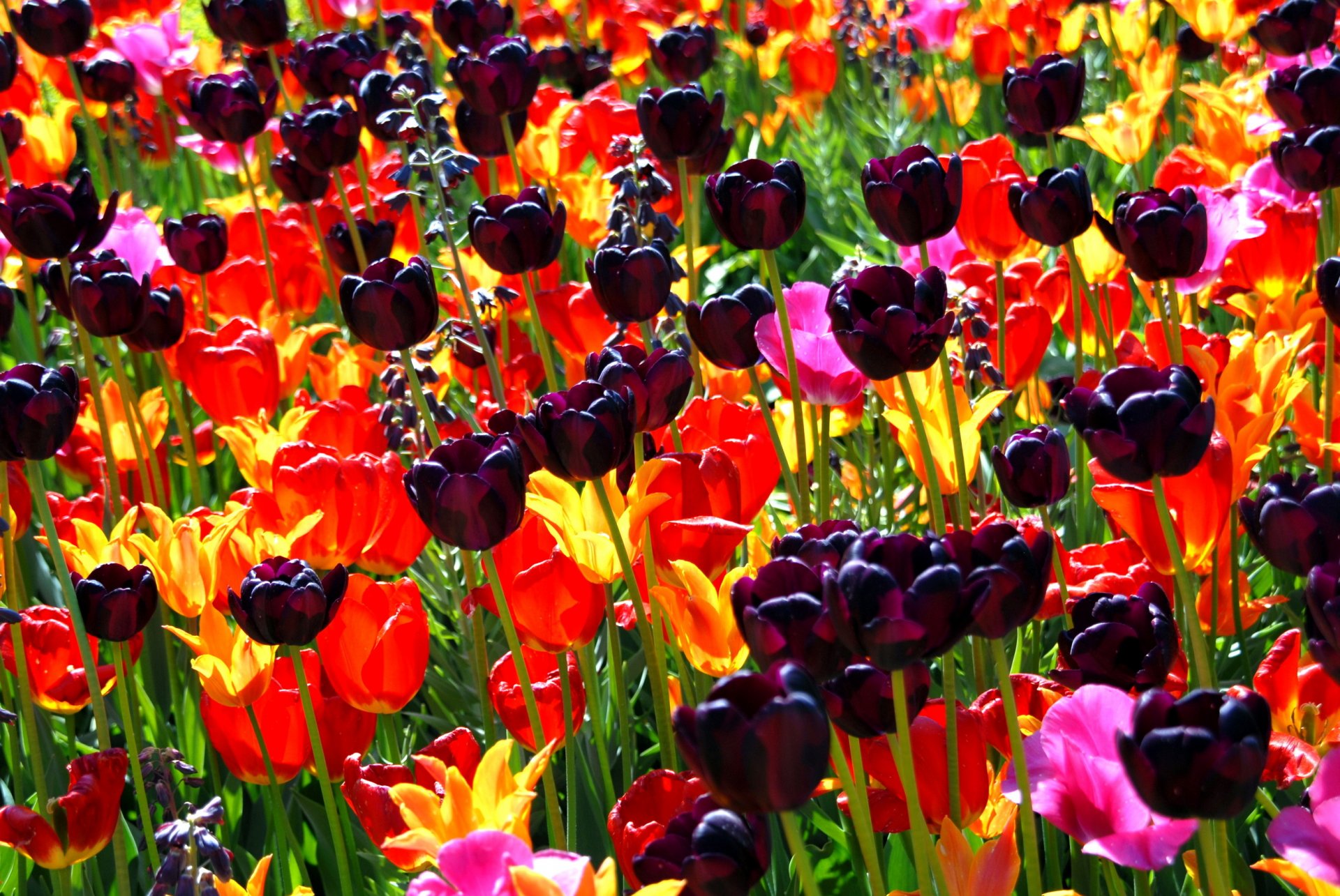 tulipes fleurs fleur mer de fleurs bouquet bourgeons pétales printemps nature