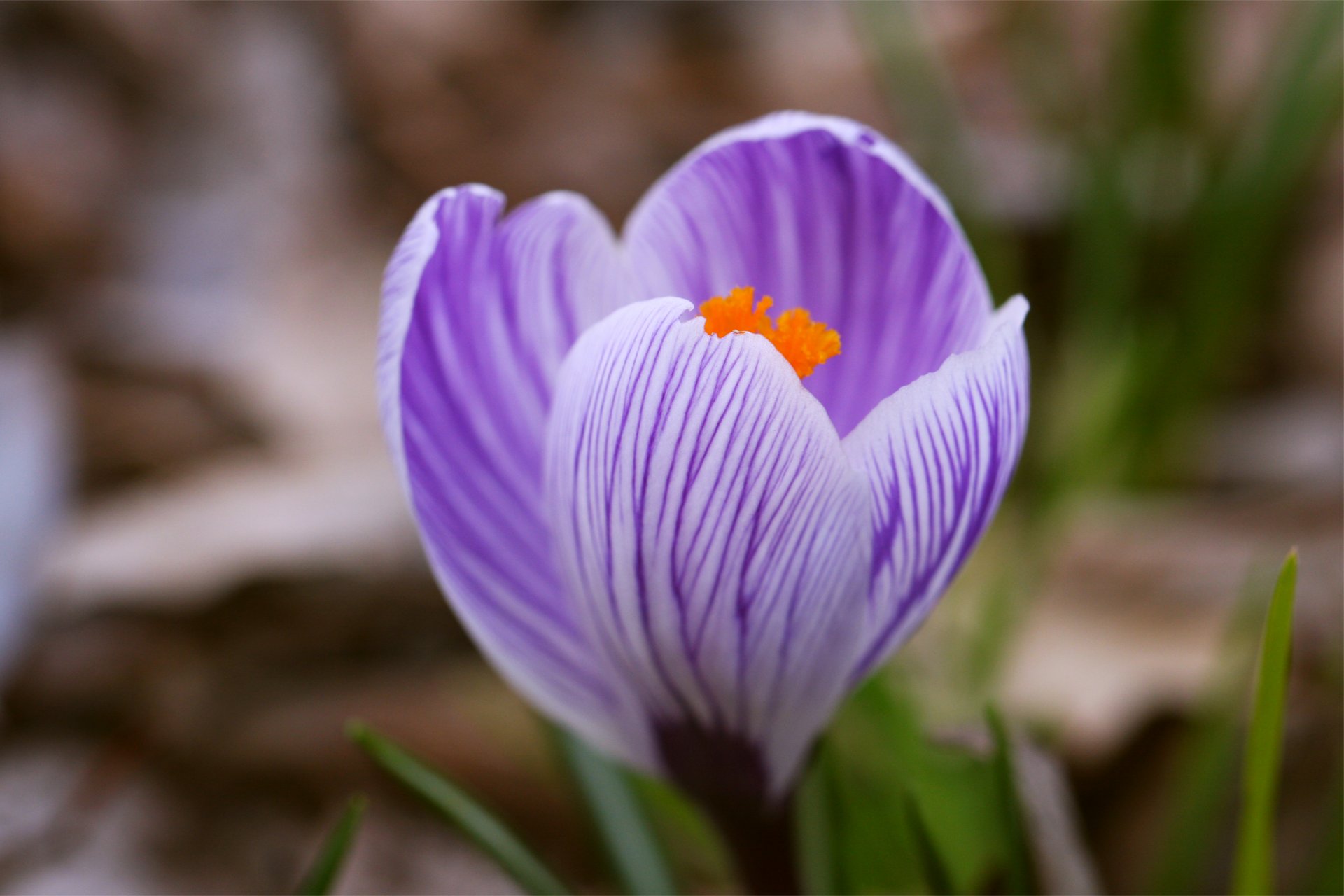 crocus fleur unique lilas rayé herbe printemps macro flou