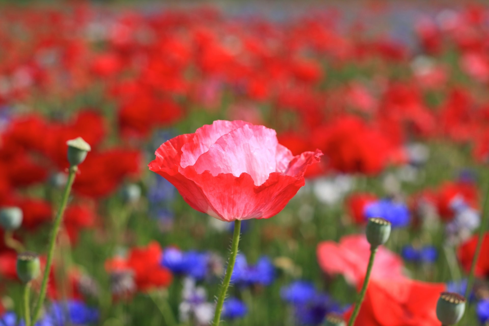 poppy flower bud petals stem plant red pink bright flowers blue meadow field summer warm