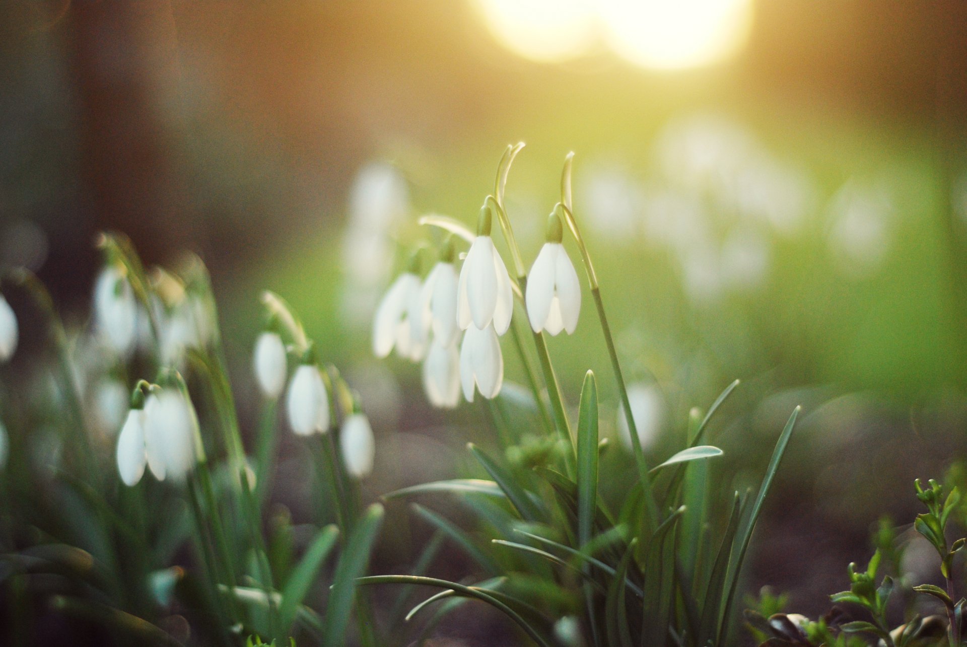 nowdrops white flower green grass nature forest light spring