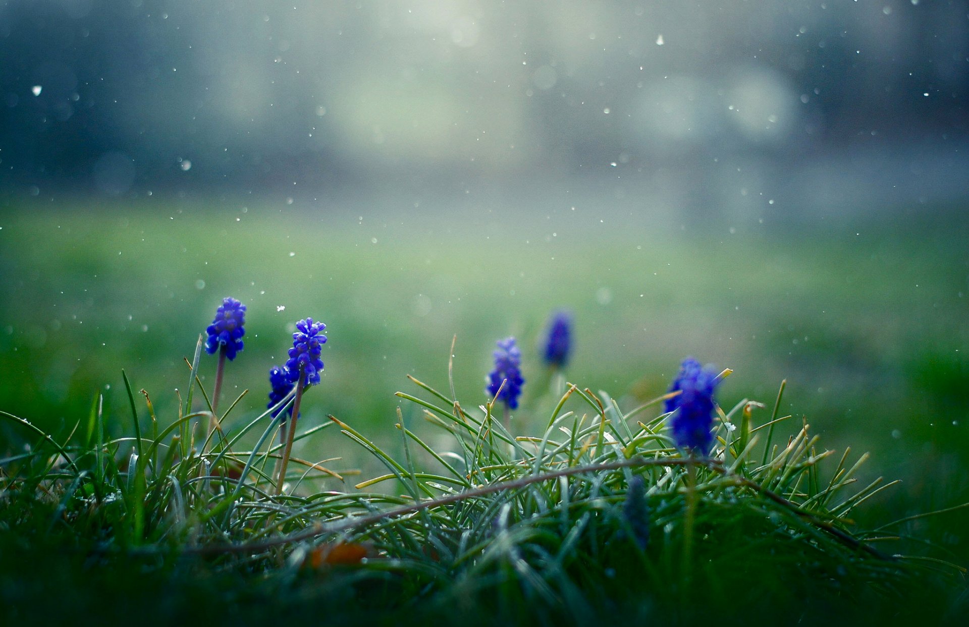 muscari blumen blau frühling schneeflocken gras