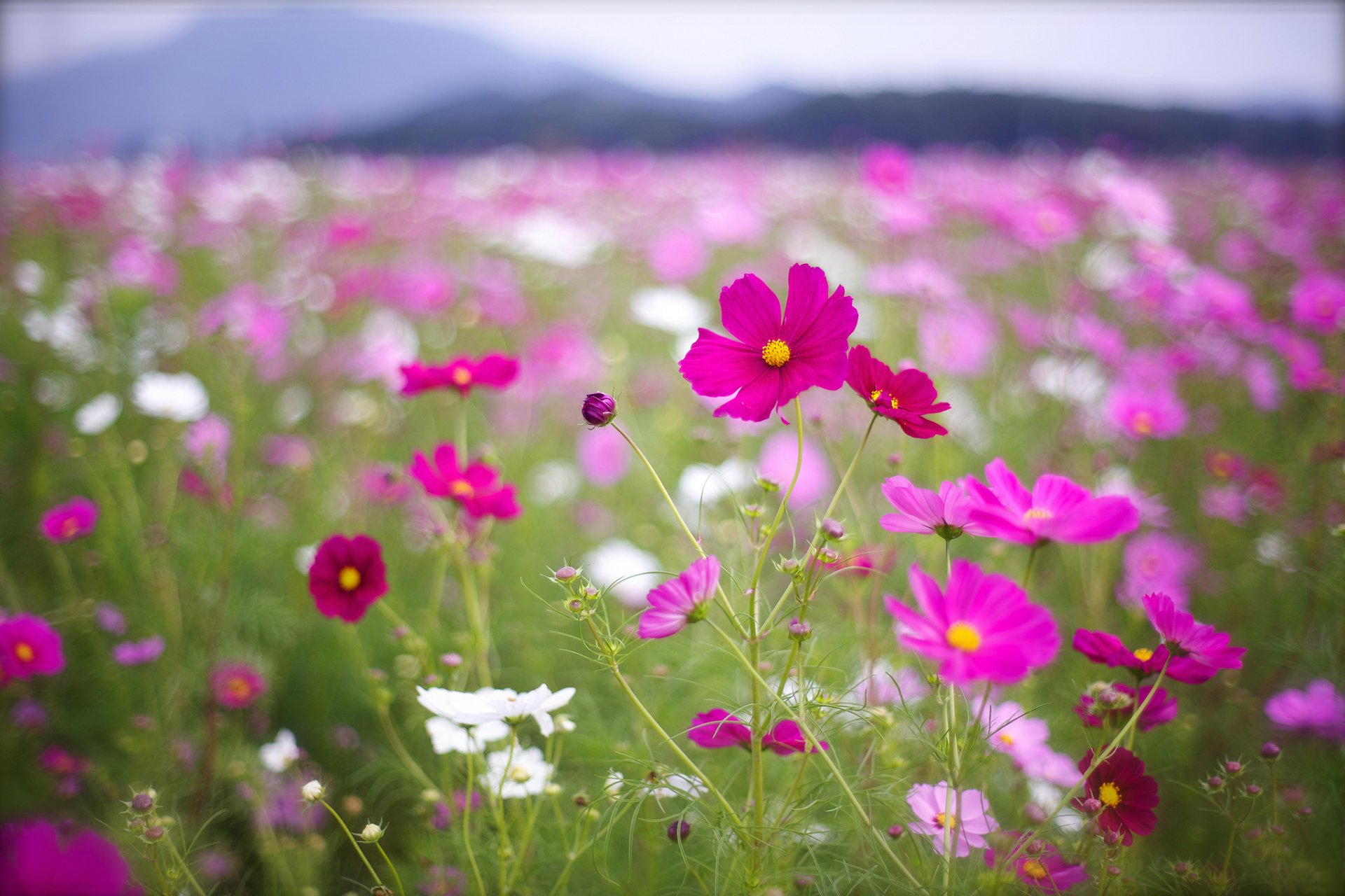 kosmea blumen rosa karmesinrot weiß blütenblätter feld bokeh makro unschärfe