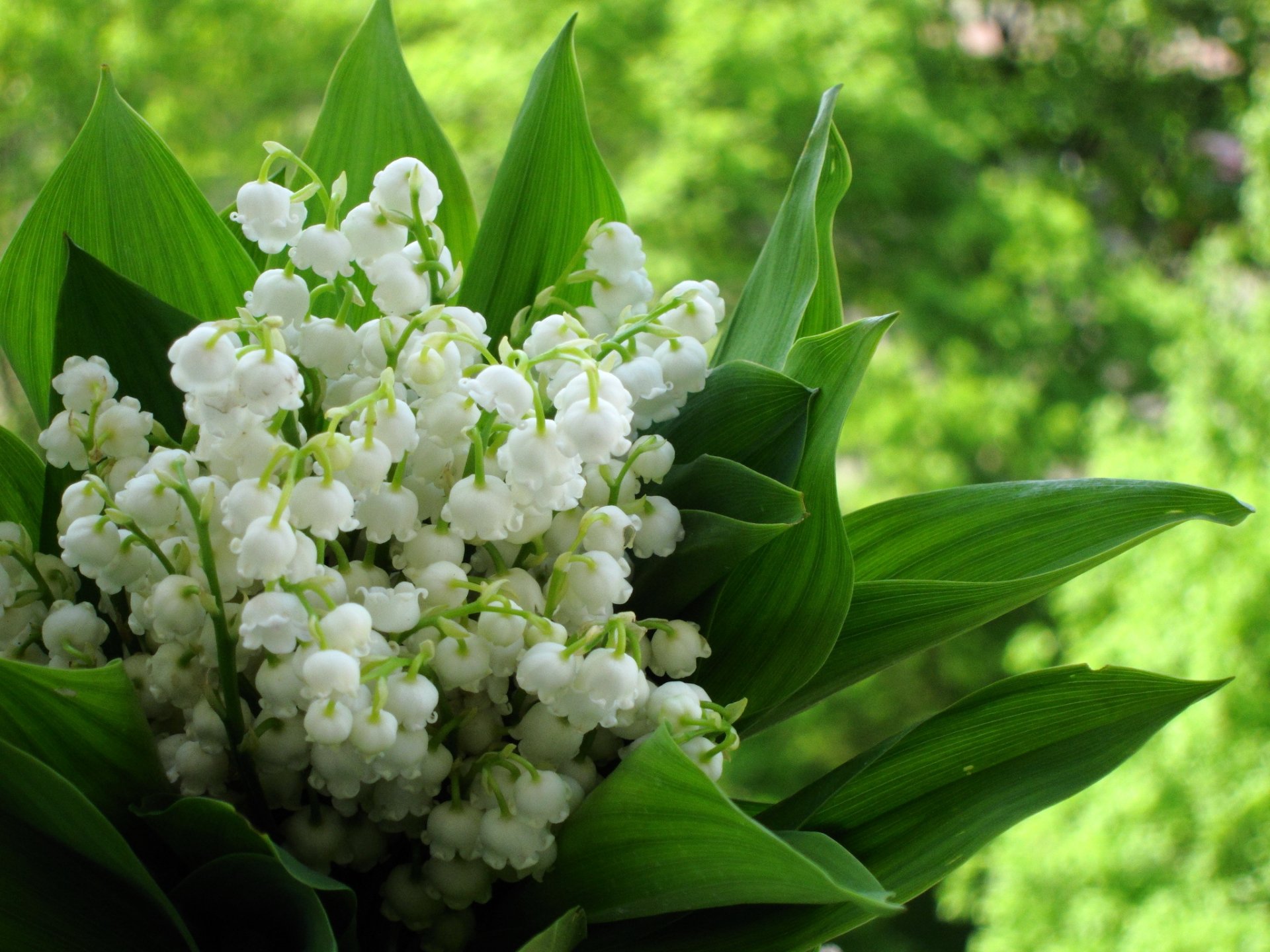 bouquet printemps muguet flou fond