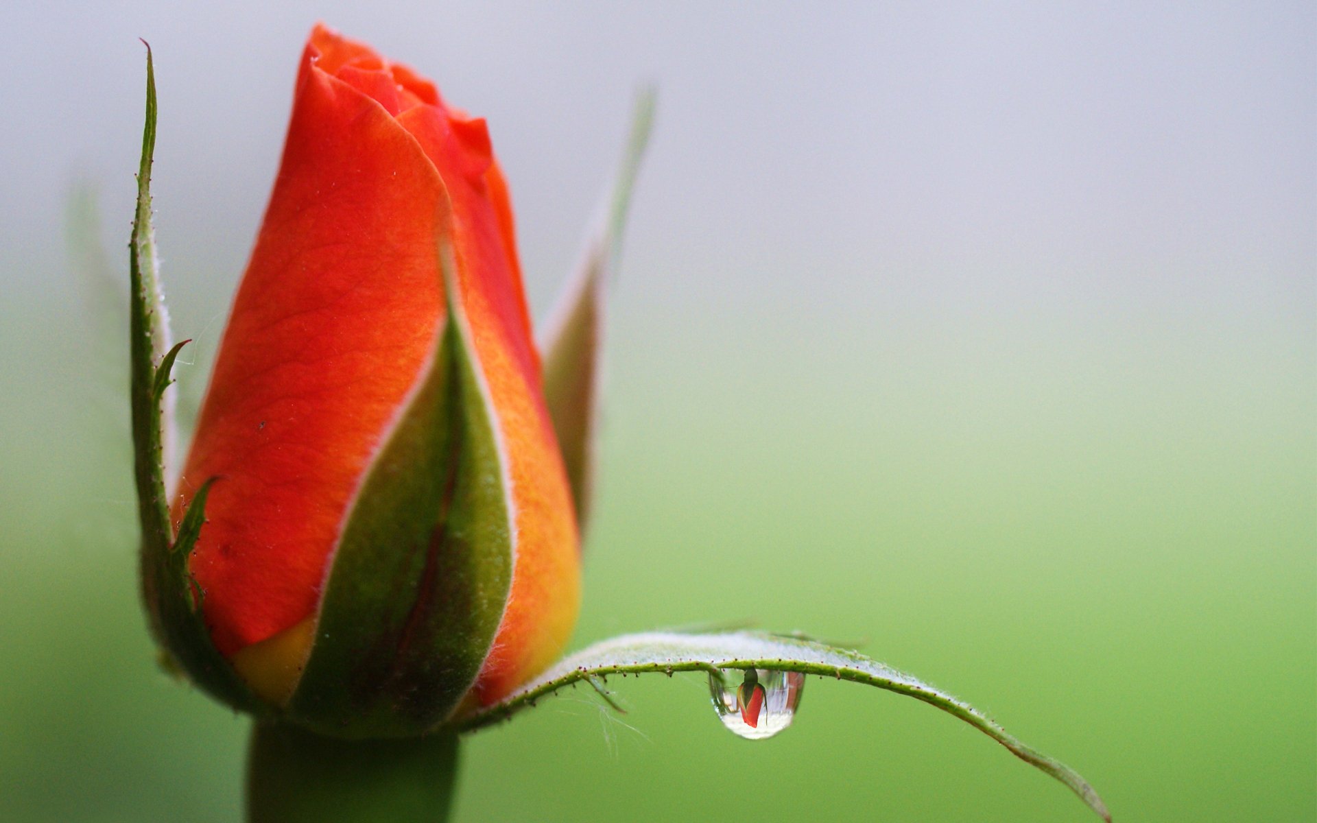 fleur rose bourgeon goutte réflexion