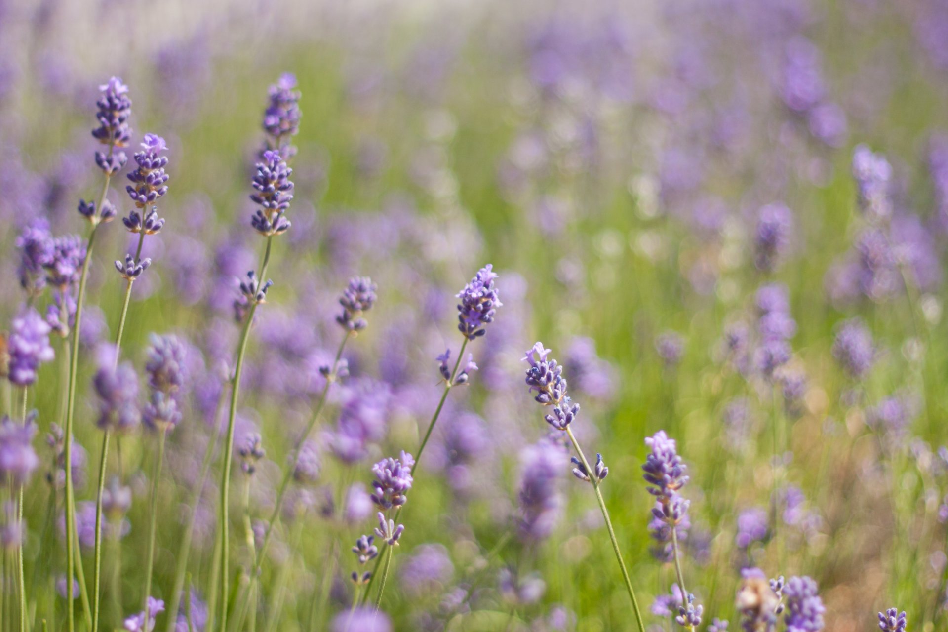 lavanda fiori piante lilla viola campo radura verde erba luce calore natura