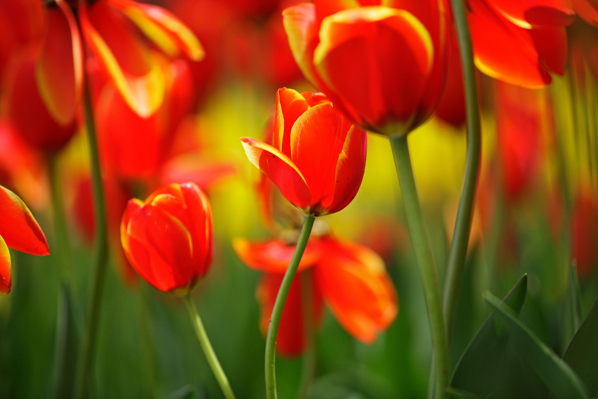 tulipani fiori boccioli steli foglie rosso luminoso primavera macro