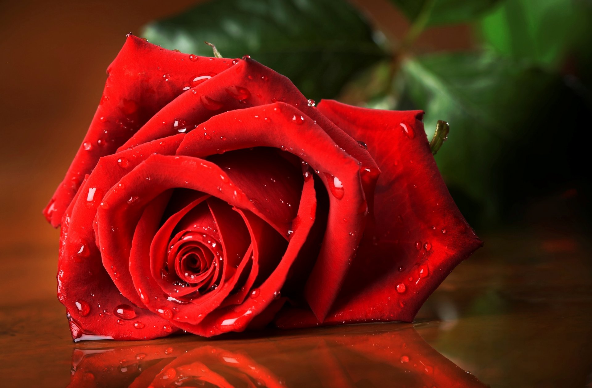 rose red close up drops petals flower