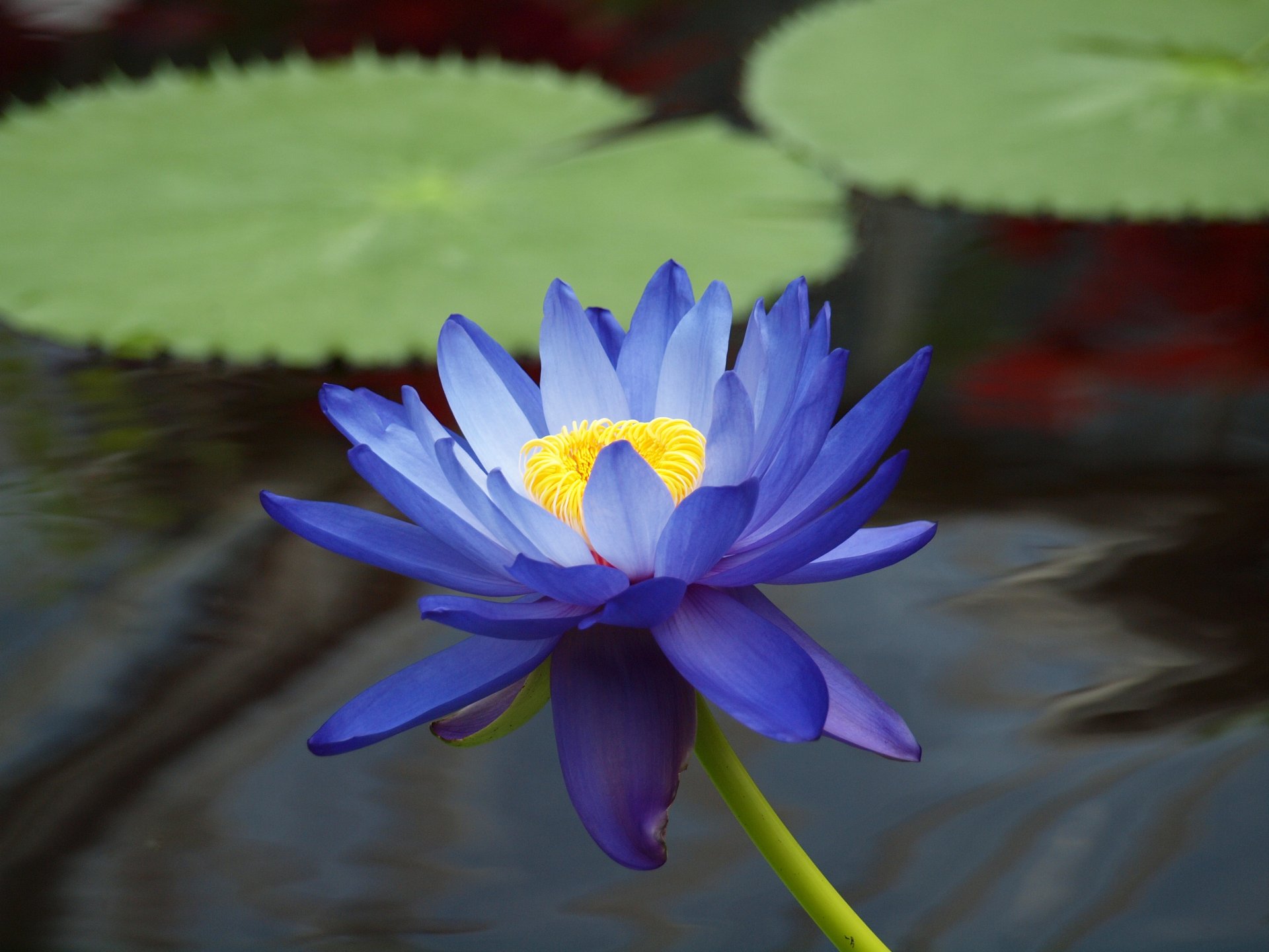 flower lotus blue waterlily water lily leaves pond water