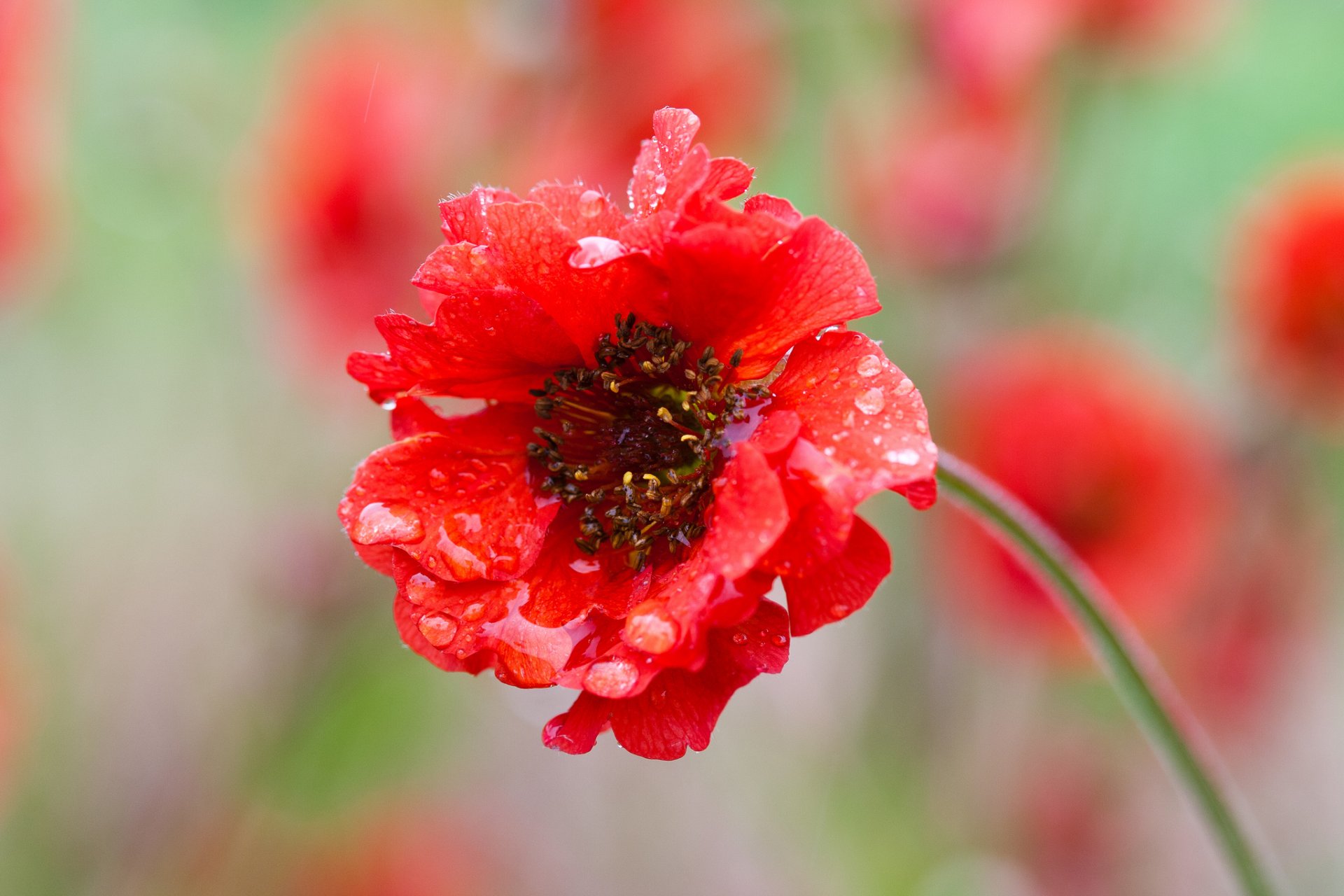 red flower petals blur drops close up