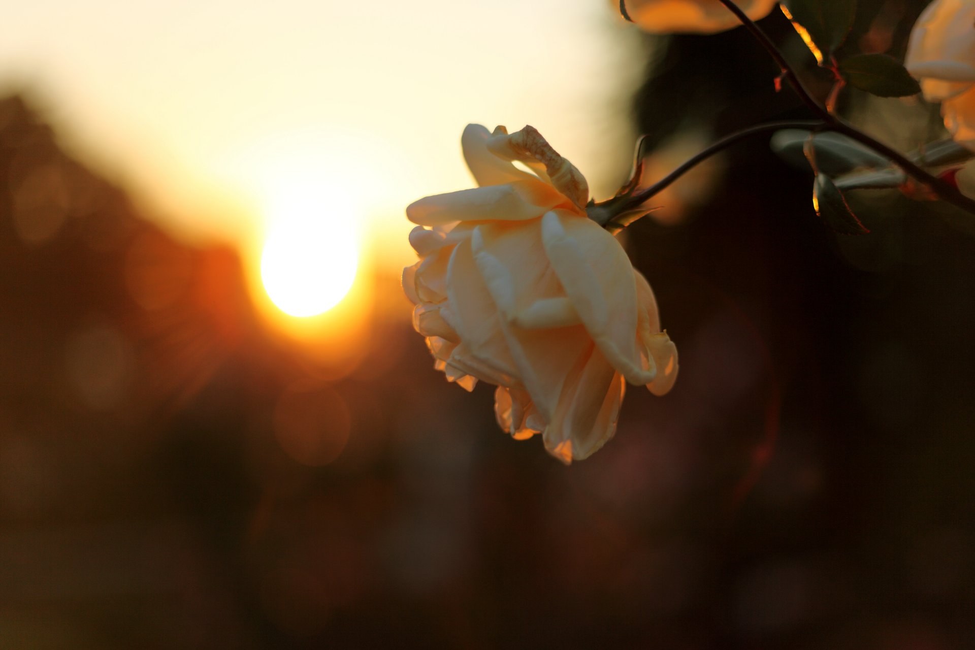 rosa bocciolo ramo tramonto sole cielo raggi luce sera natura