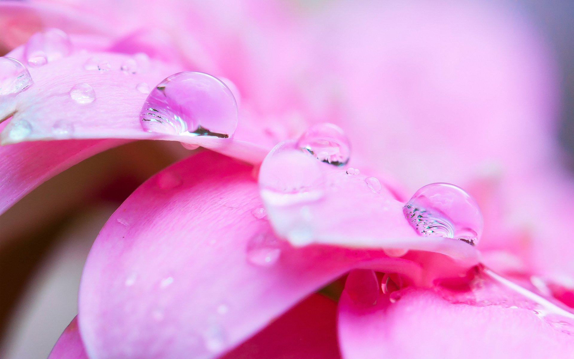 fiore rosa macro petali gocce acqua rugiada