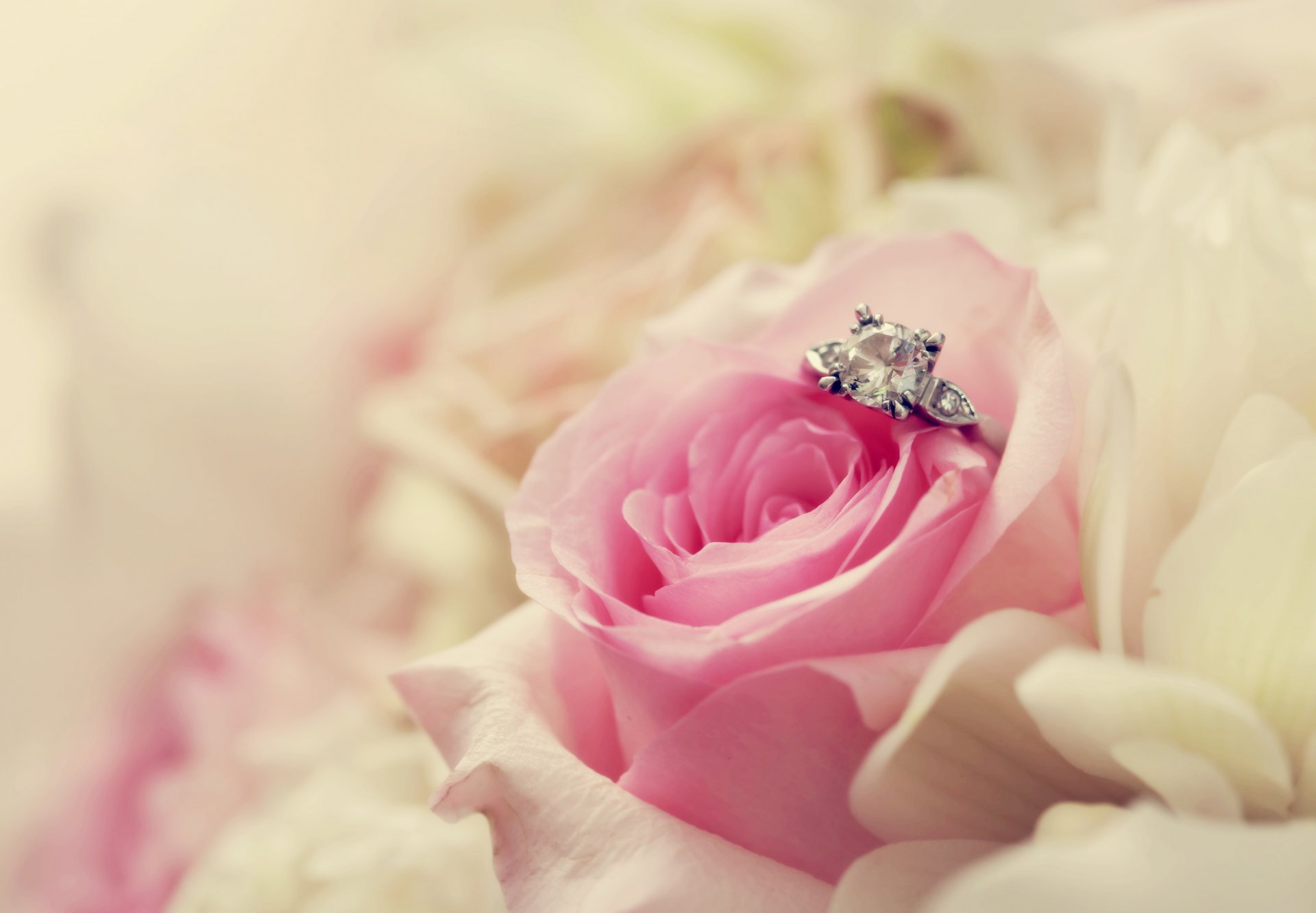 flower rose ring close up pink