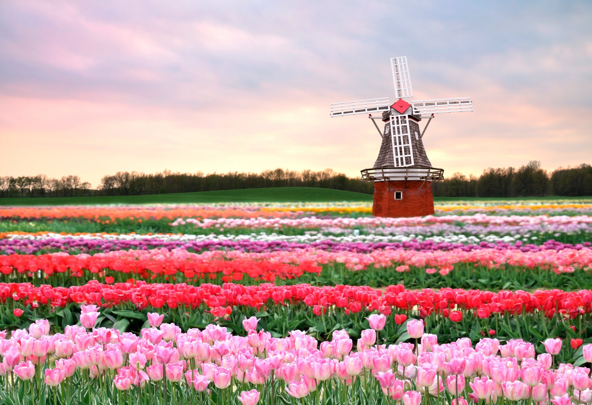 primavera tulipanes flores rosa campo molino holanda