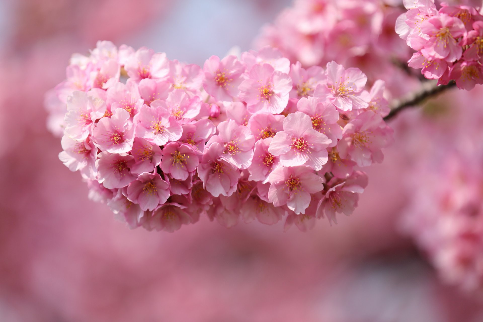 japon sakura cerise brindille arbre fleurs rose pétales macro flou