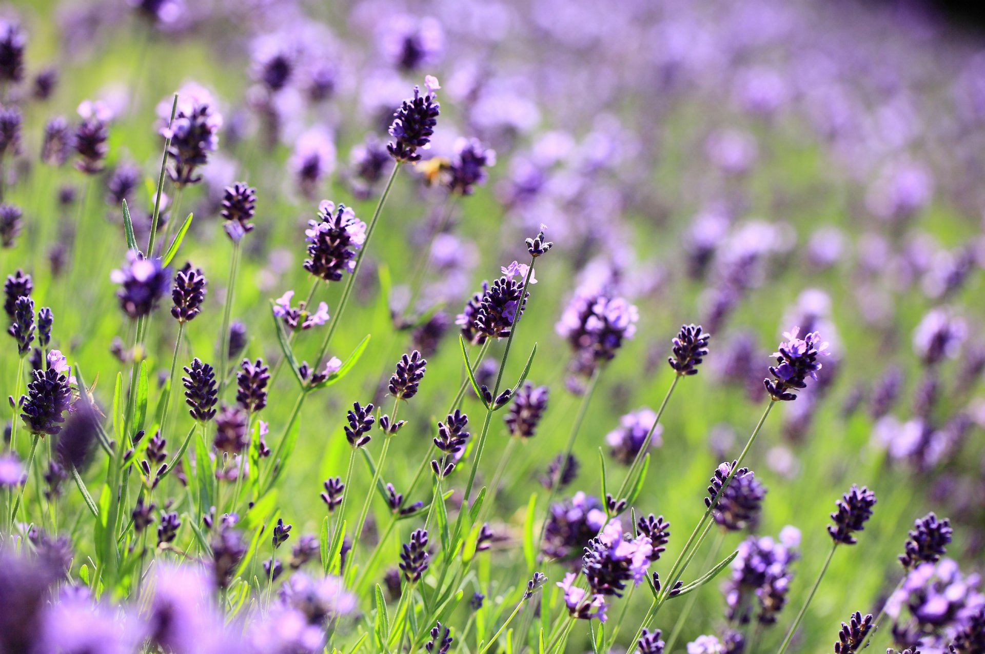 lavande lilas violet fleurs champ clairière gros plan flou