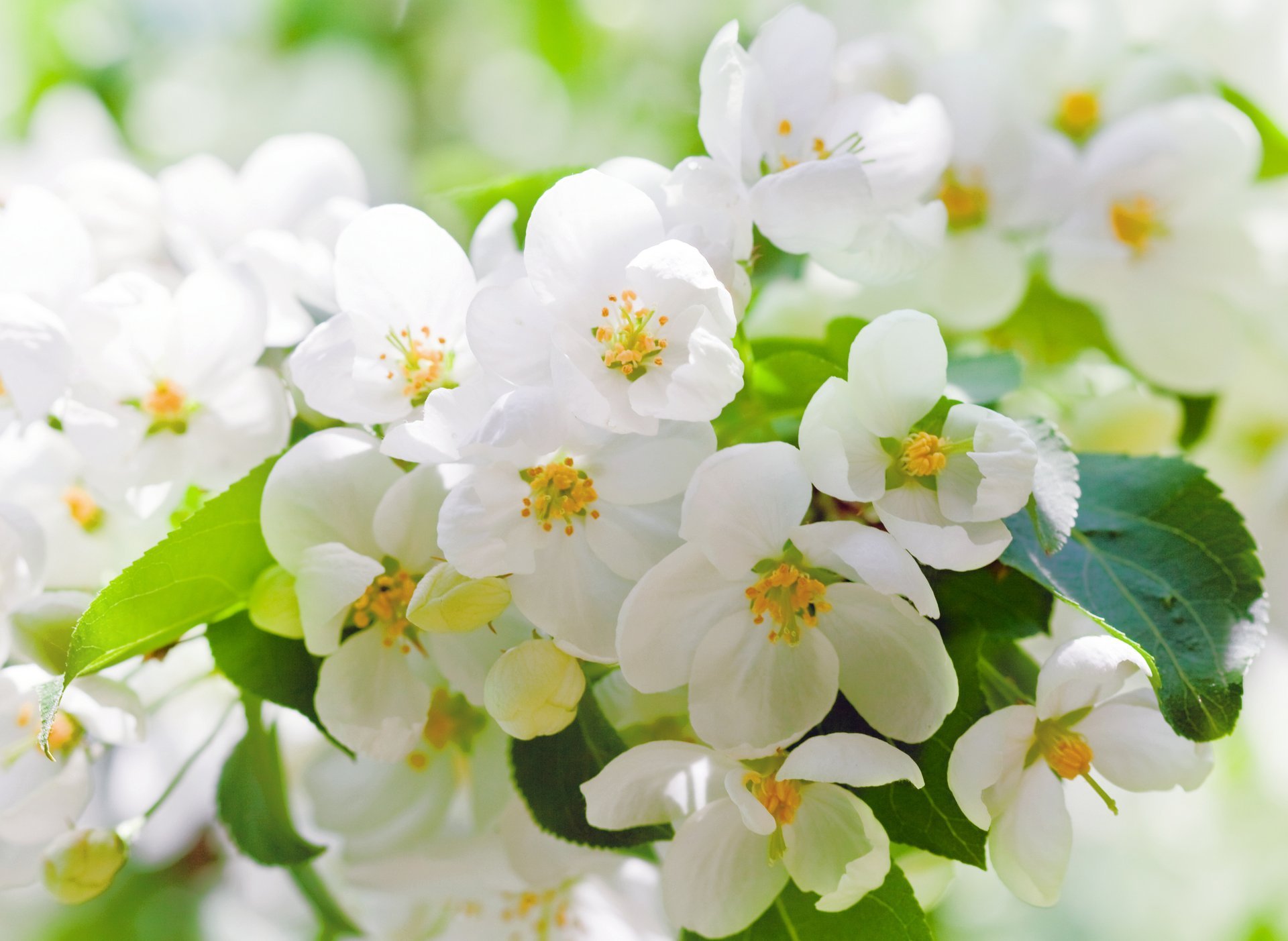 cherry bloom flower white petals leaves branch tree spring