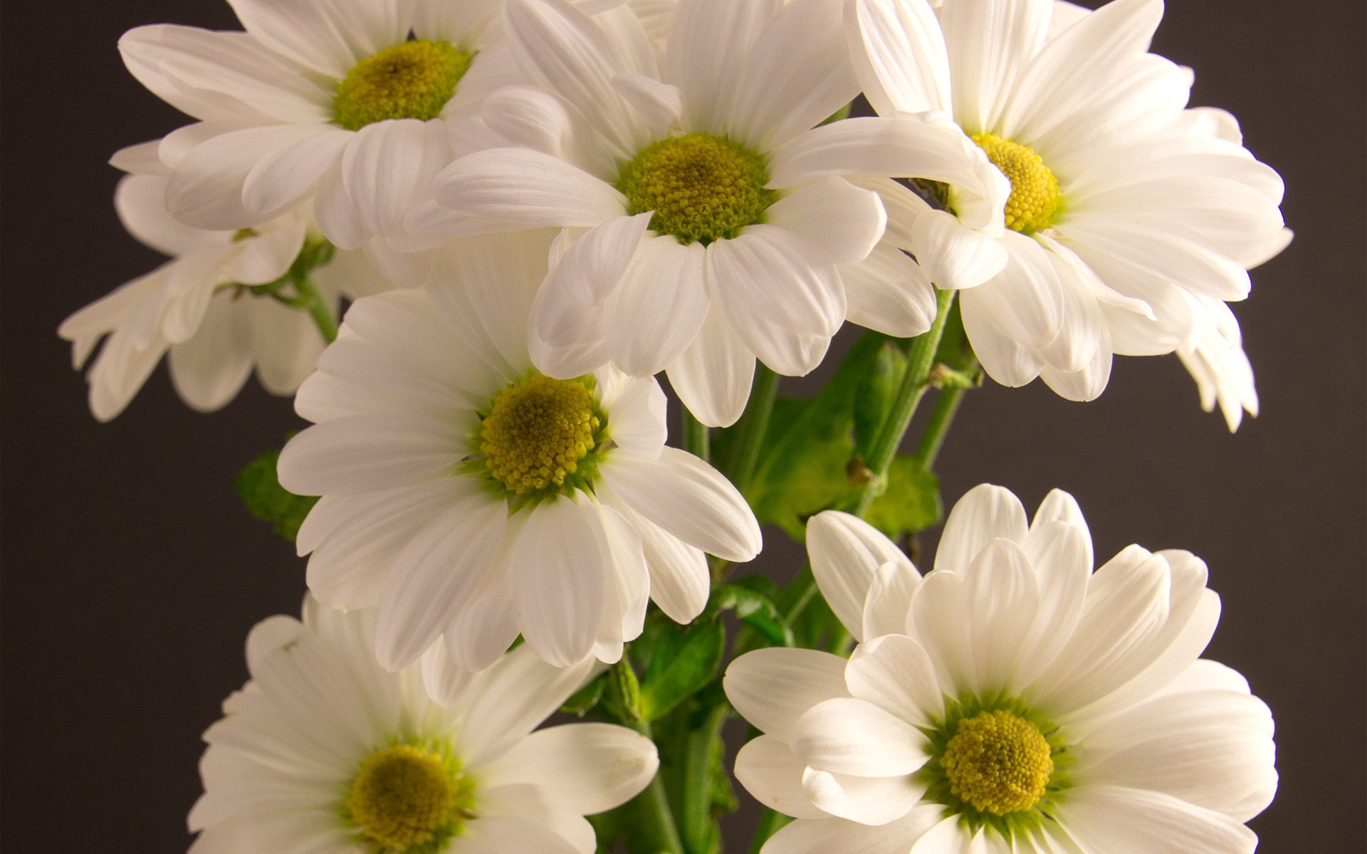 chrysanthèmes blanc bouquet fleurs