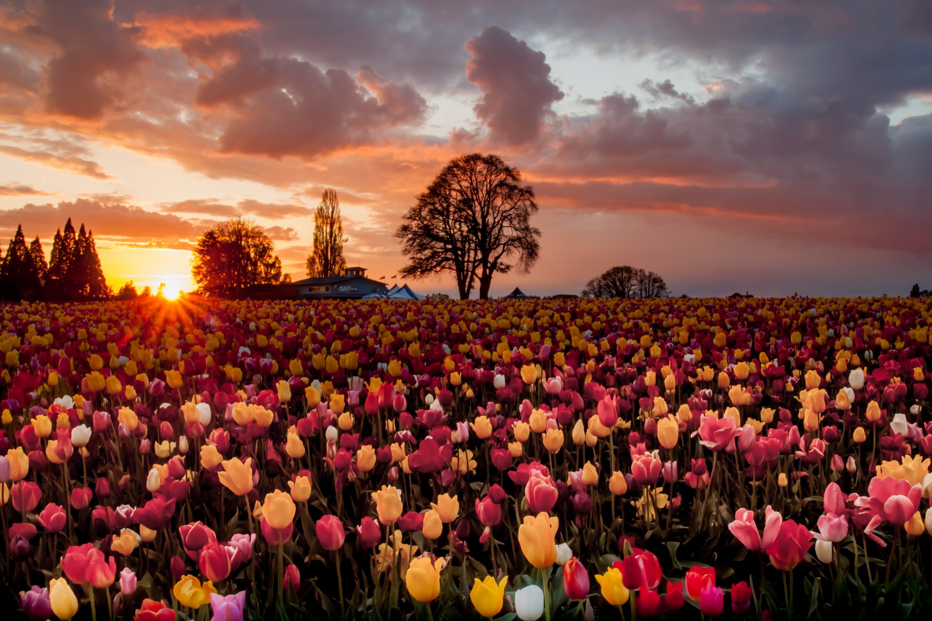 tulips flower many the field sun tree