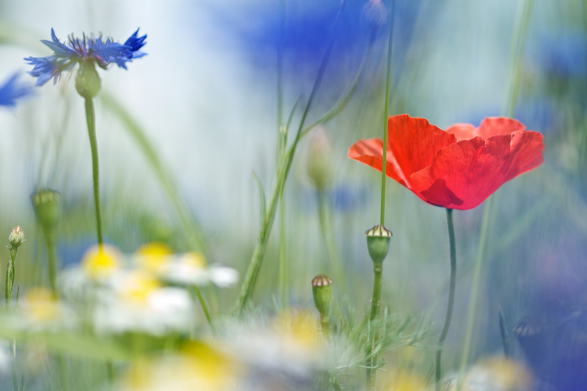 poppy chamomile cornflowers the field field flower close up blur