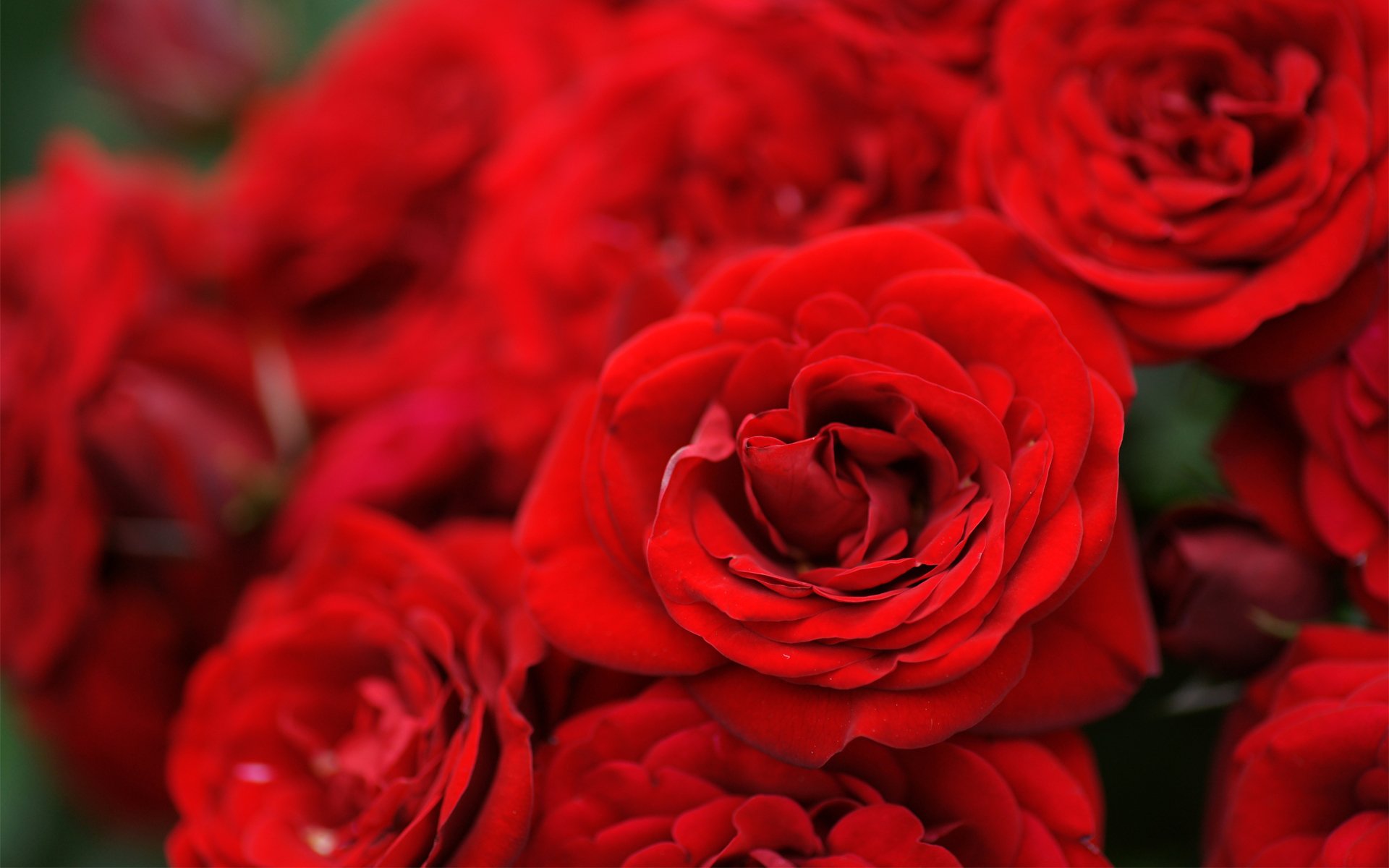 roses flower red bouquet