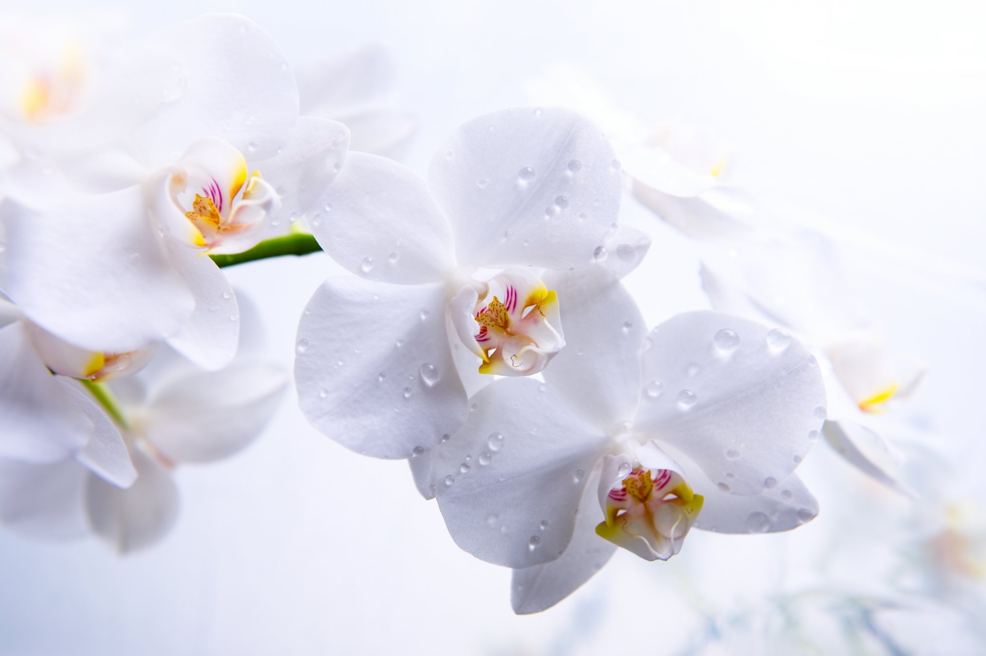 orchid phalaenopsis flower white the stem petal