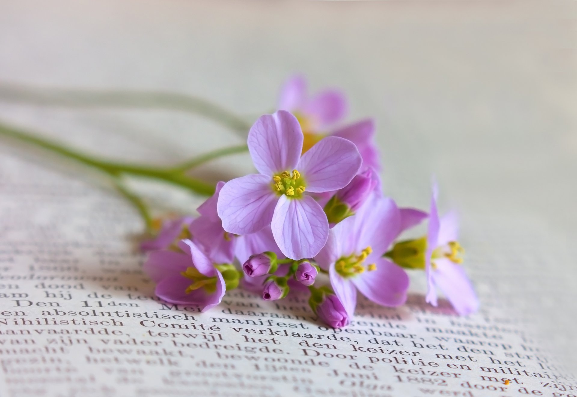 blumen buch feld klein flieder blütenstand