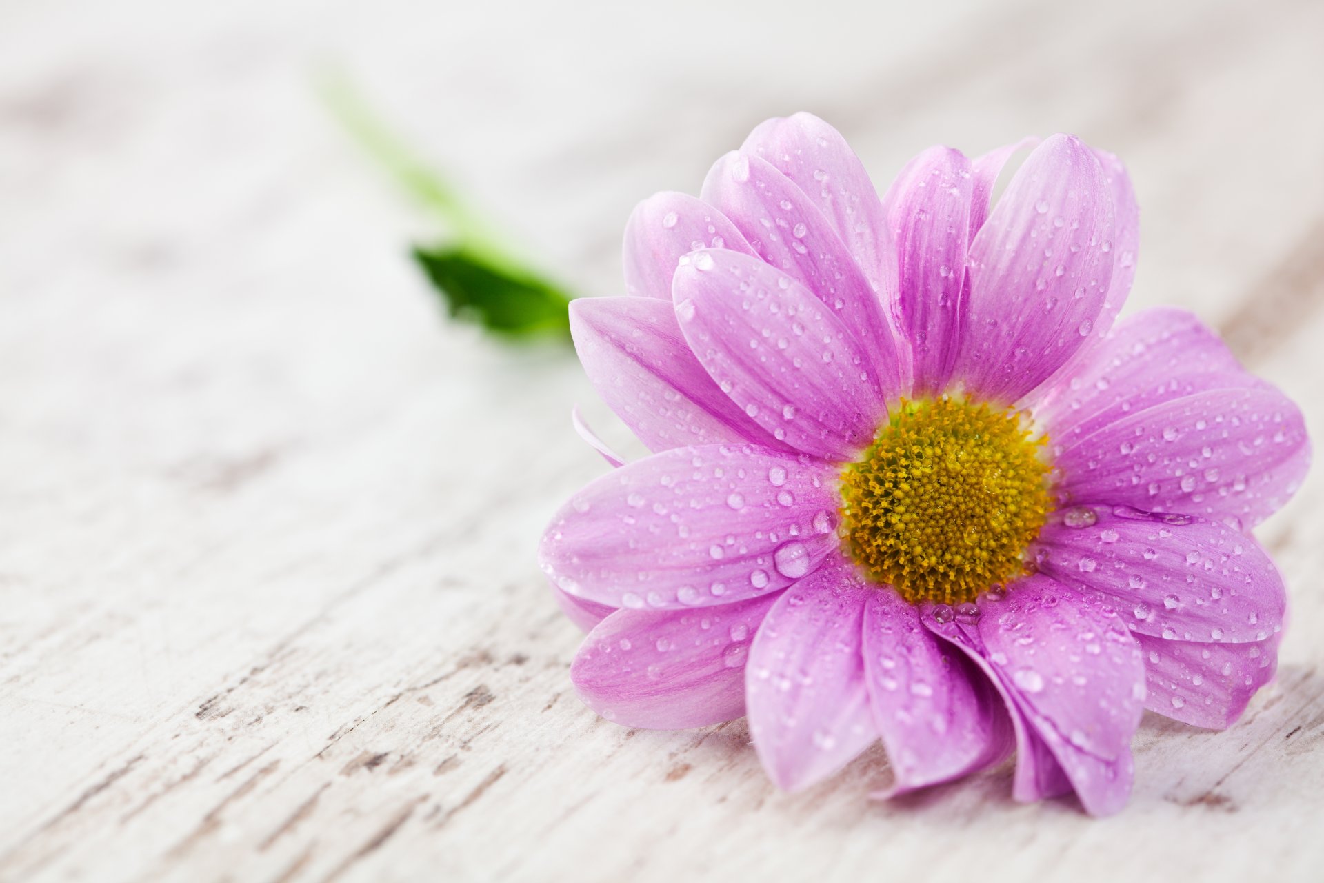 fiore gocce acqua petali tavolo