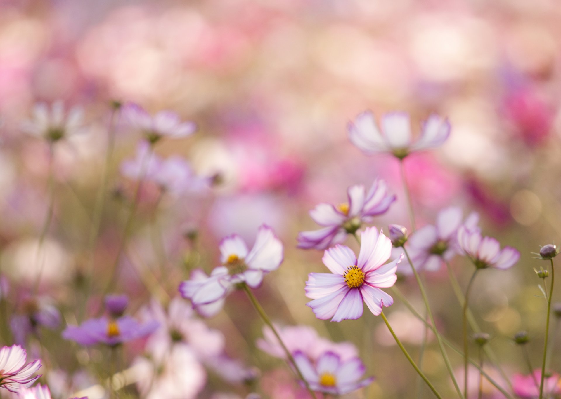 kosmea blumen weiß rosa blütenblätter feld makro unschärfe