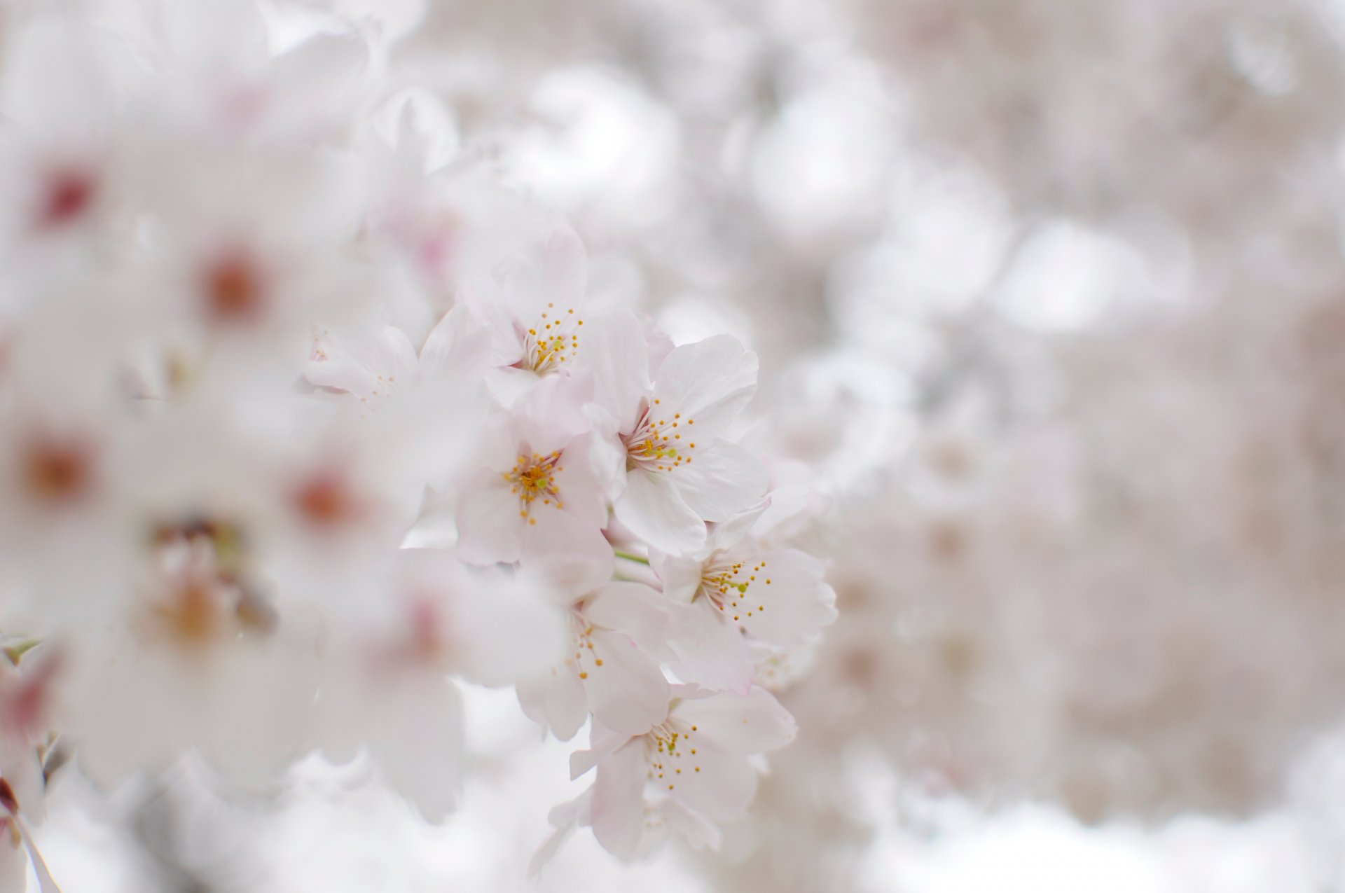 kwitnienie kwiaty biały śnieżnobiały sakura płatki gałąź gałęzie czułość światło rozmycie natura