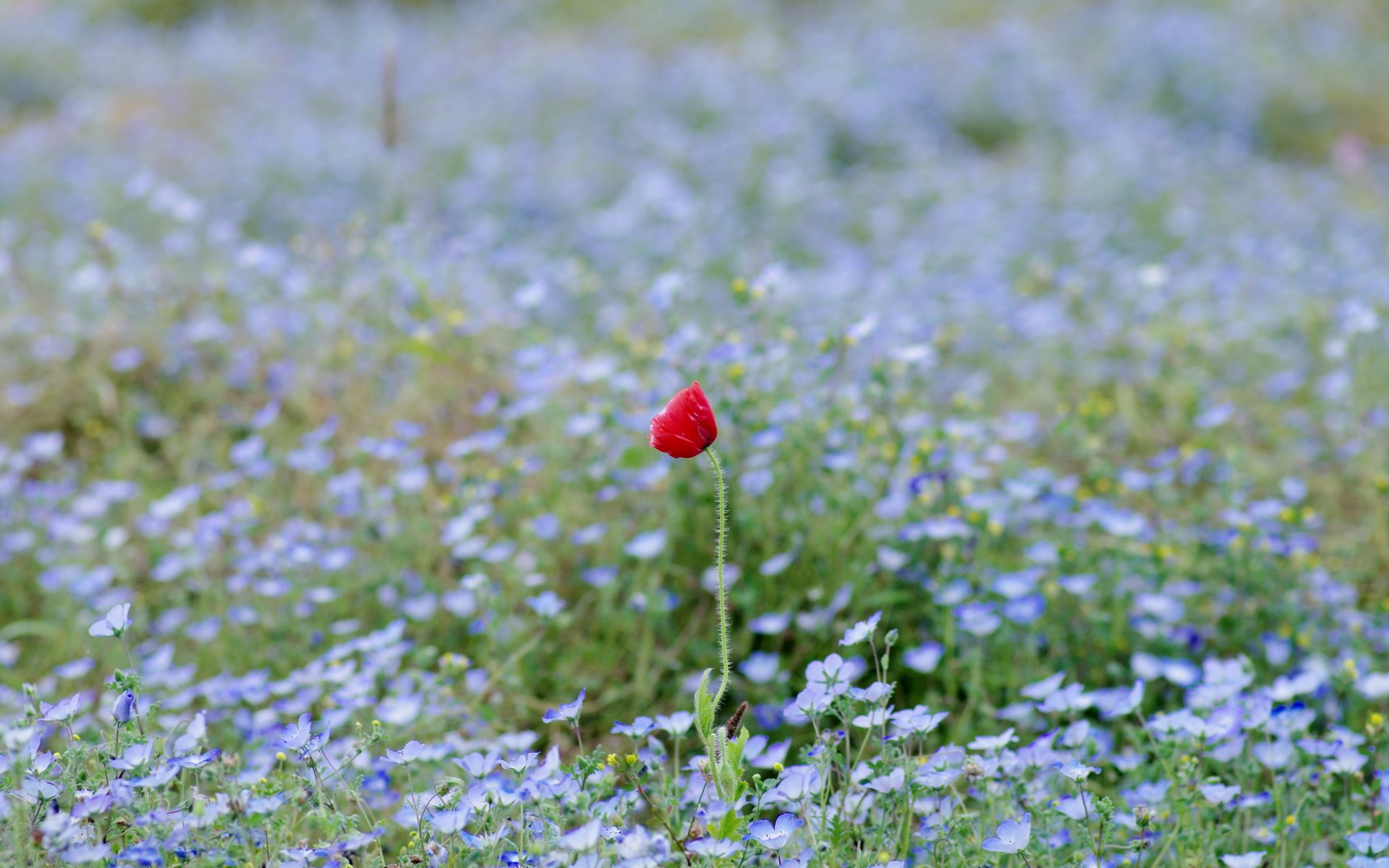 pavot champ fleurs nature