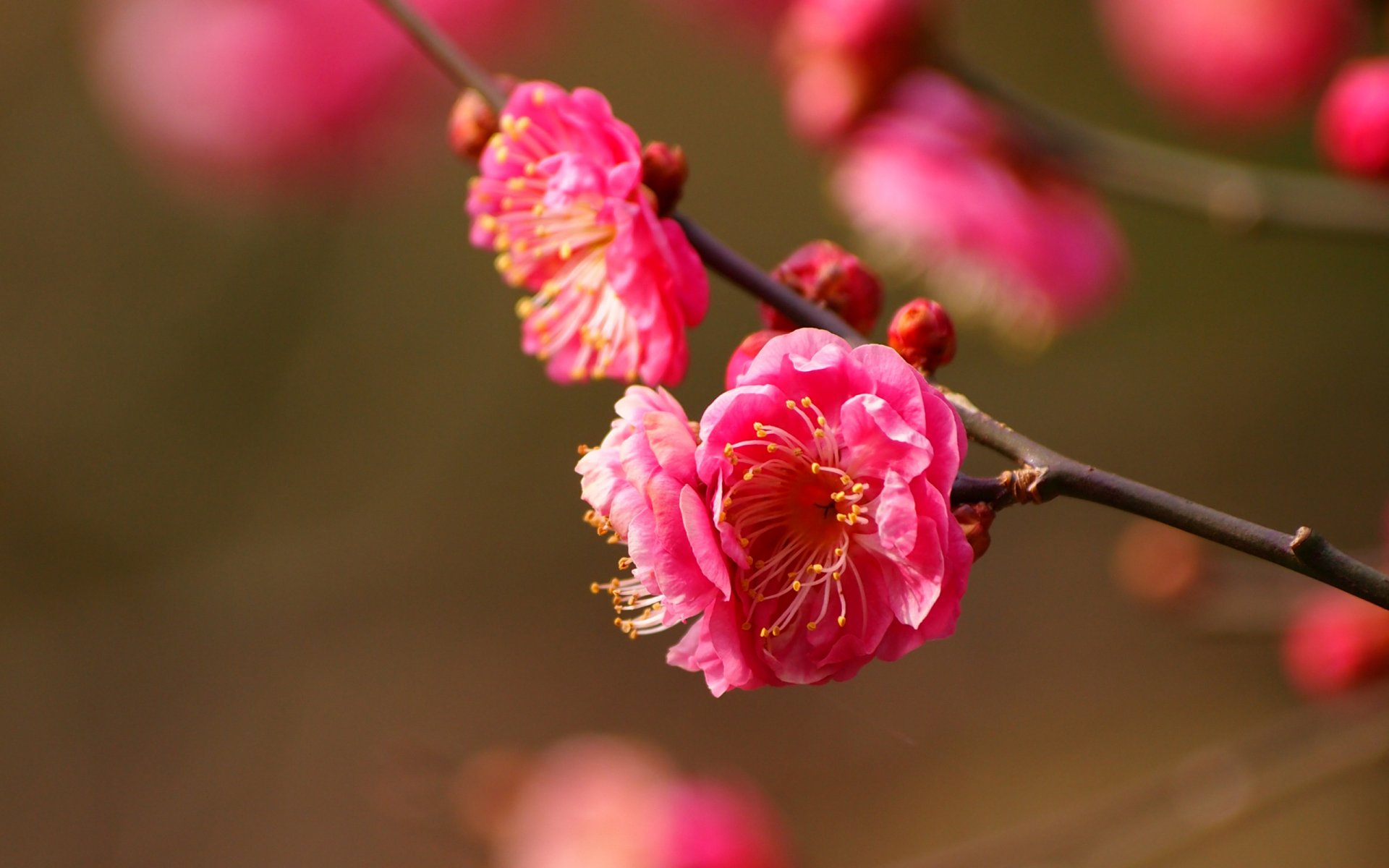 fleurs floraison gros plan