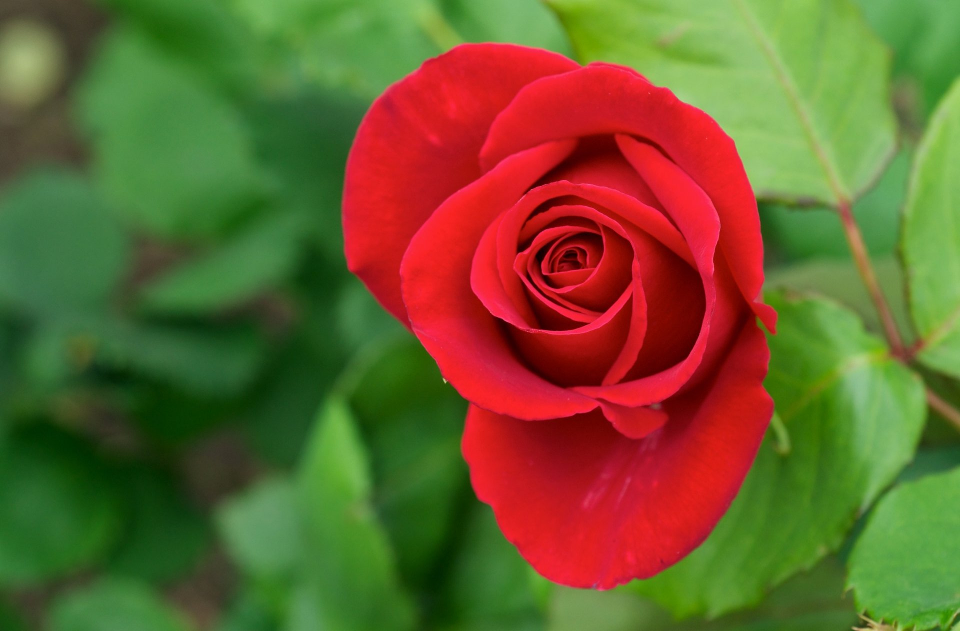 flower red rose bud petals leaves green