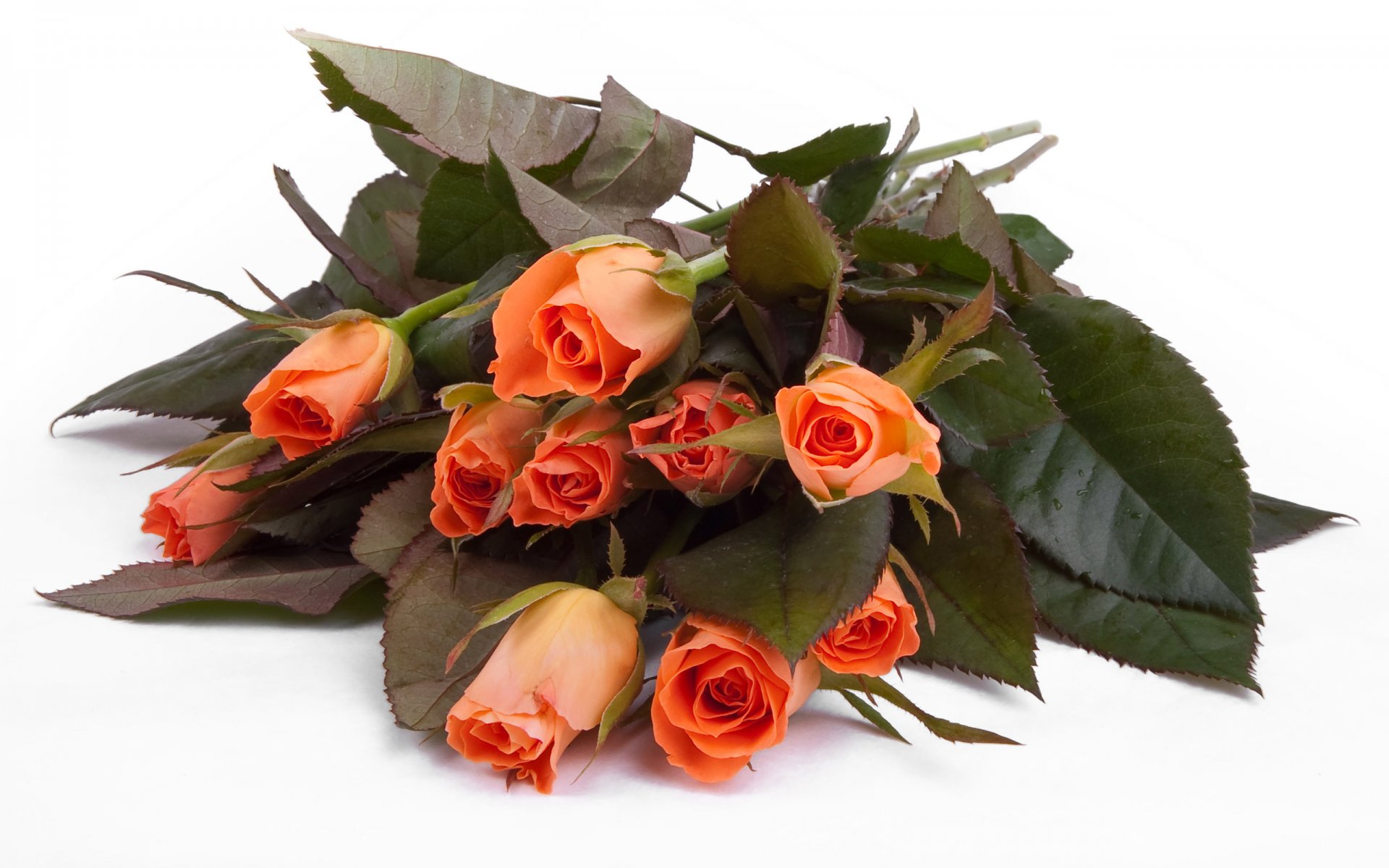 roses flowers beautiful orange bouquet flower buds leaves petal