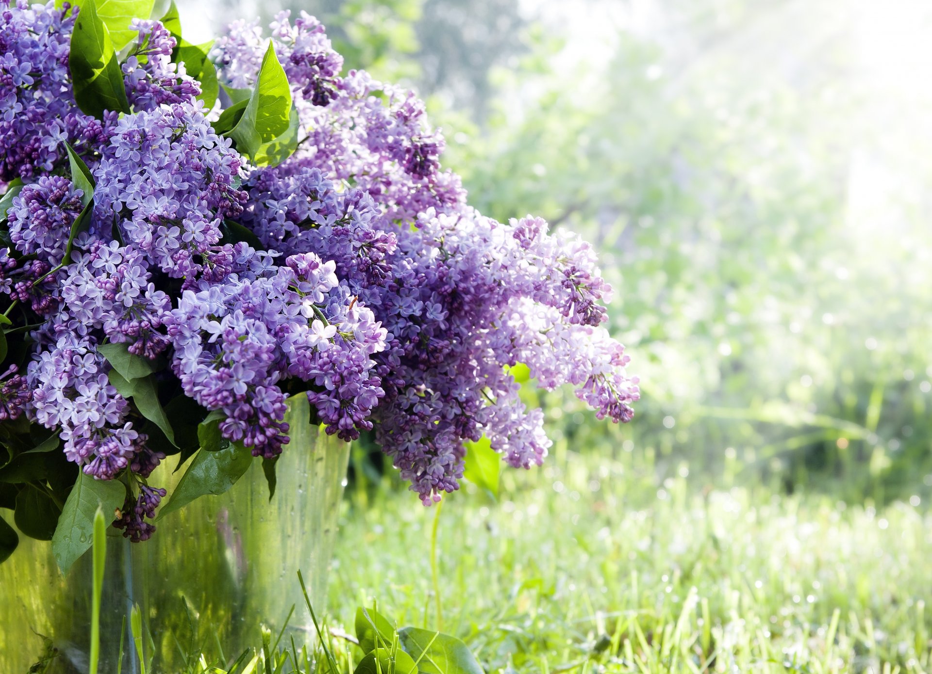 flieder zweige blumen eimer frühling natur gras