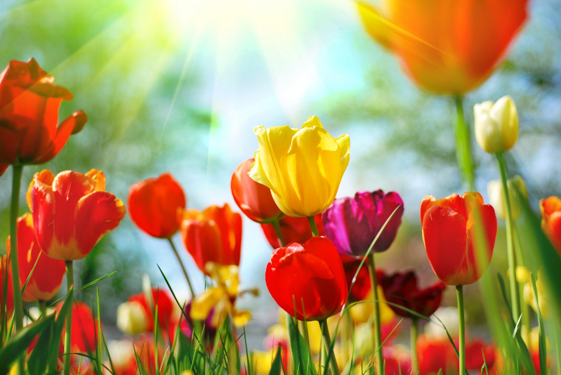 tulpen rot gelb rosa knospen blumen gras frühling