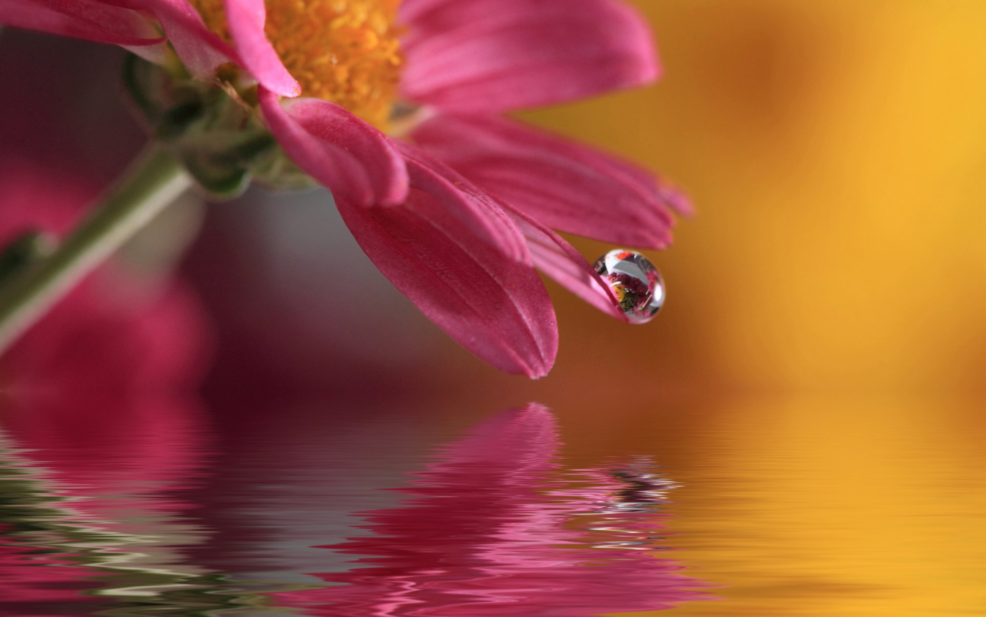 acqua goccia fiore natura macro waterdrop