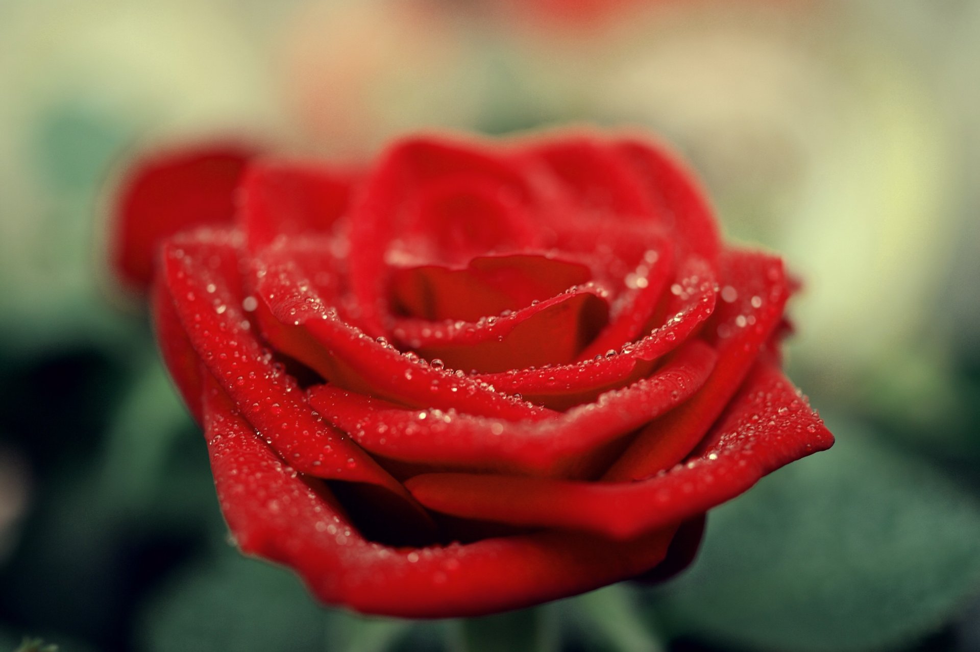 rosa rojo escarlata pétalos gotas flor macro