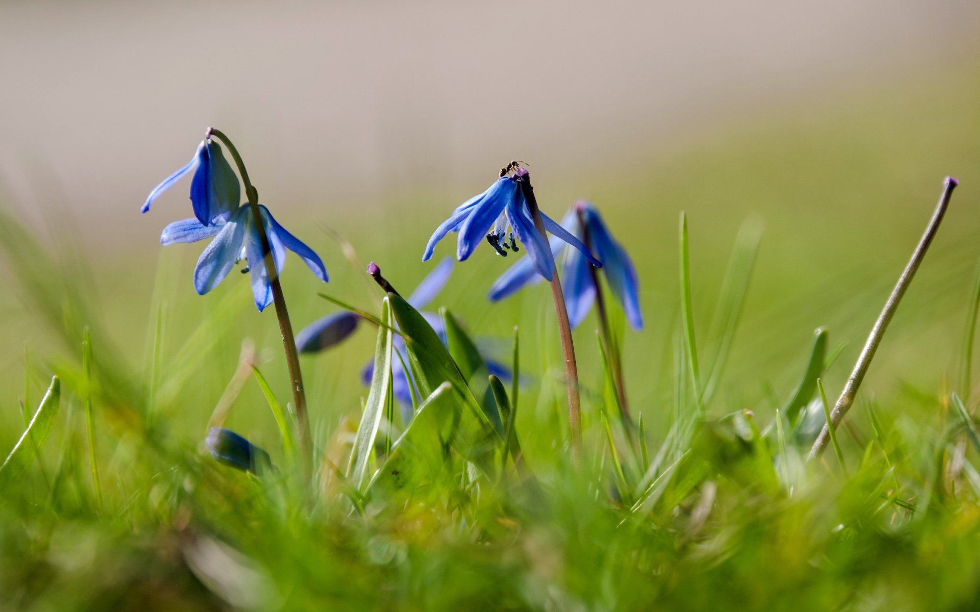 jacinthe fleurs été