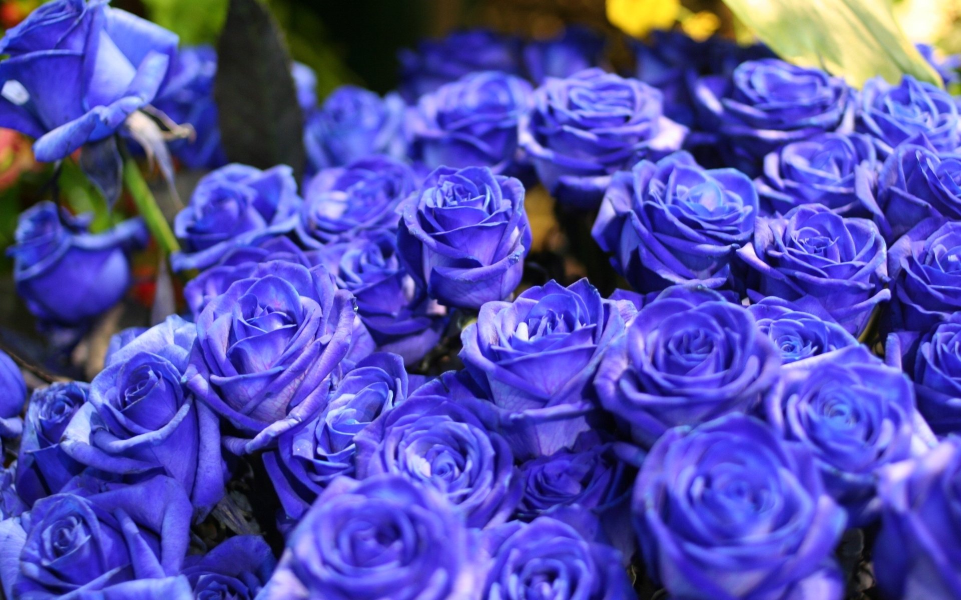 fleurs fleur roses roses bleues roses bleues bouquet nature rouge bleu bleu